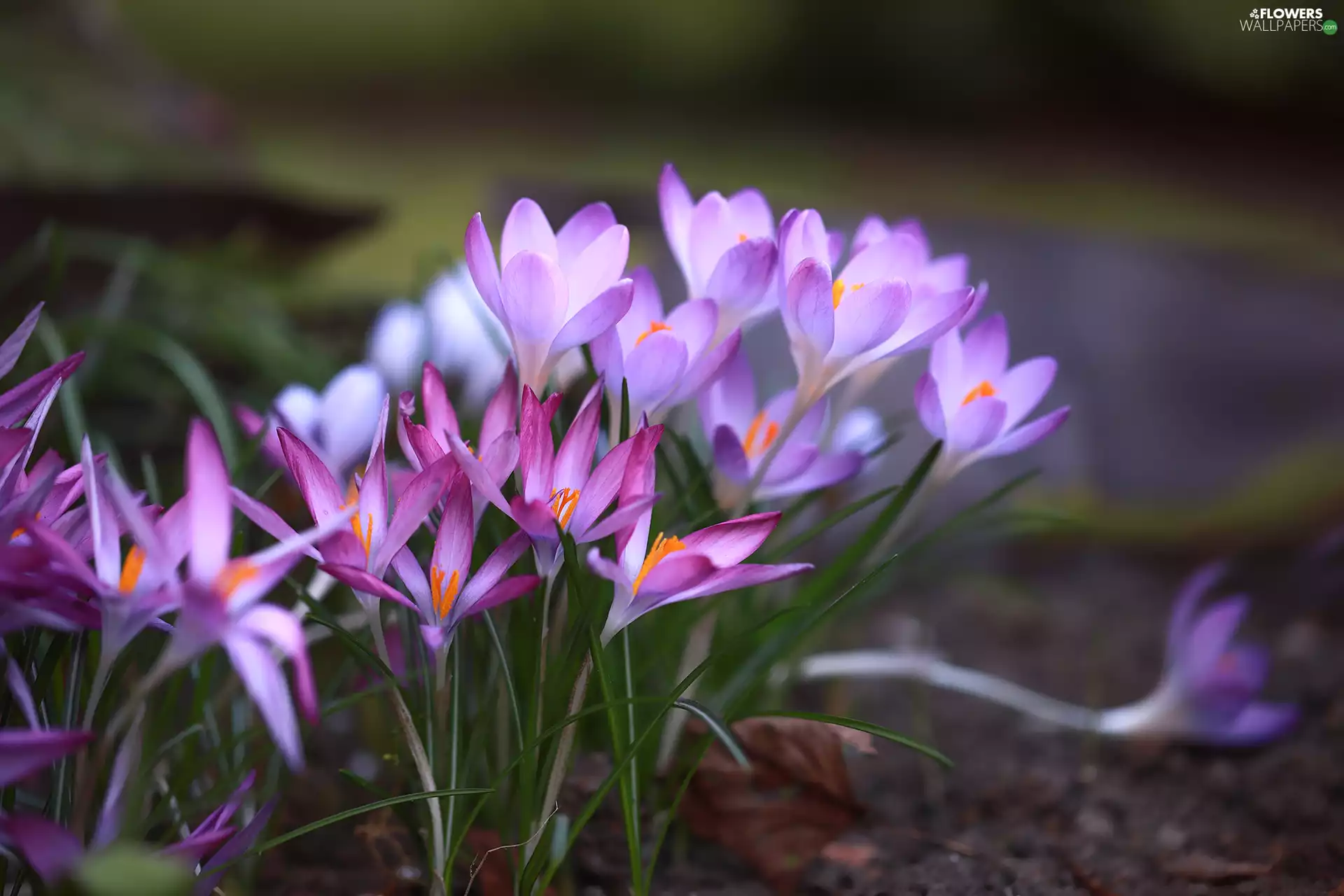 Spring, Flowers, purple, crocuses, Pink