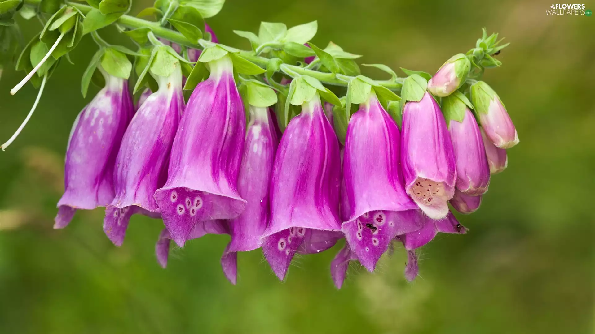 Colourfull Flowers, Purple Foxglove, Pink