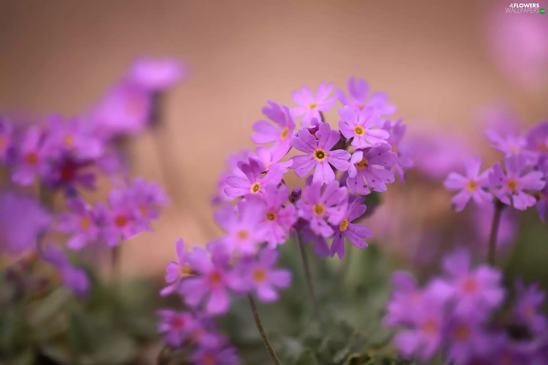 Flowers, primroses, purple