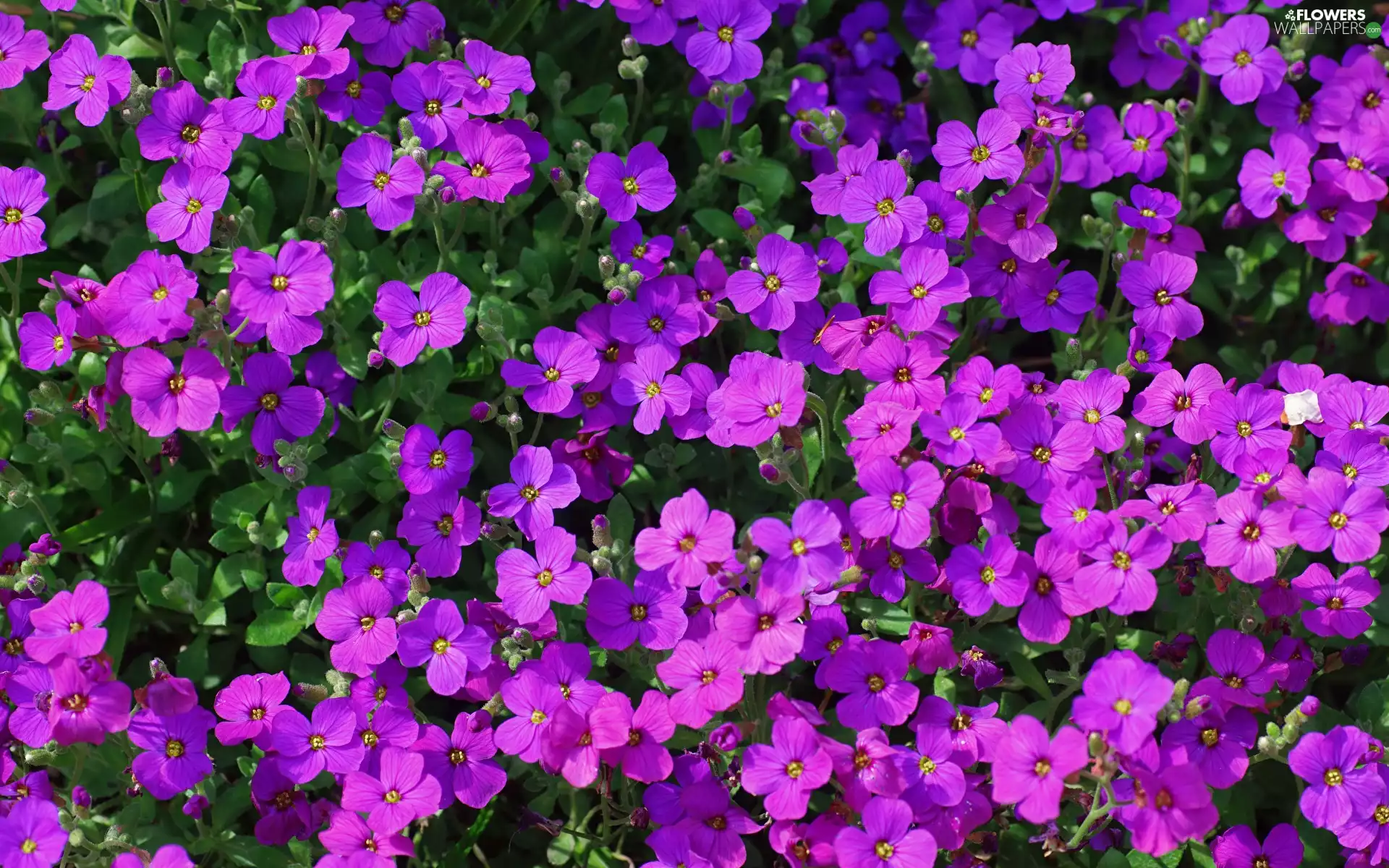 purple, Aubrieta, rapprochement, Flowers