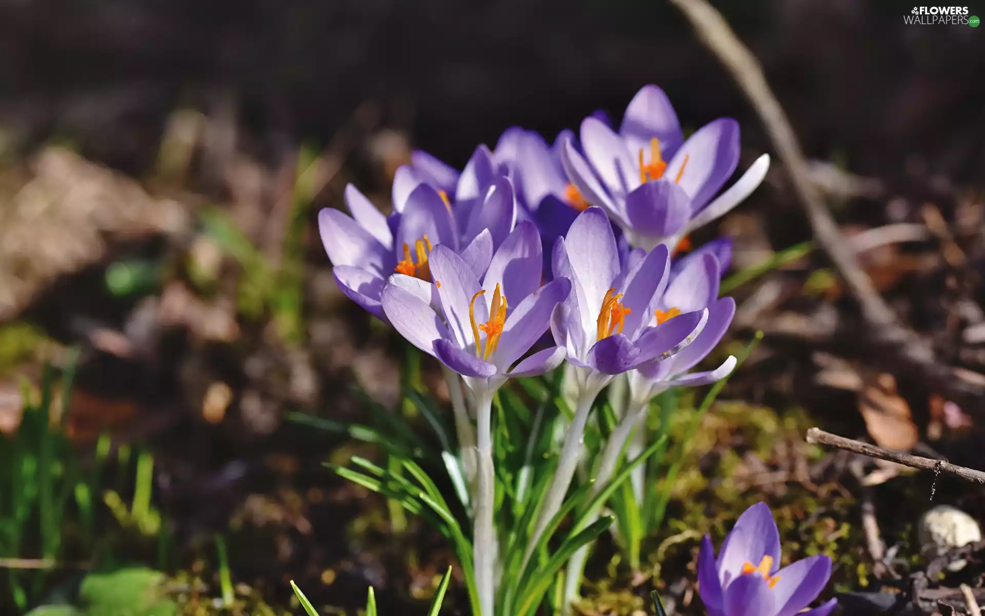 purple, crocuses, rapprochement, Flowers