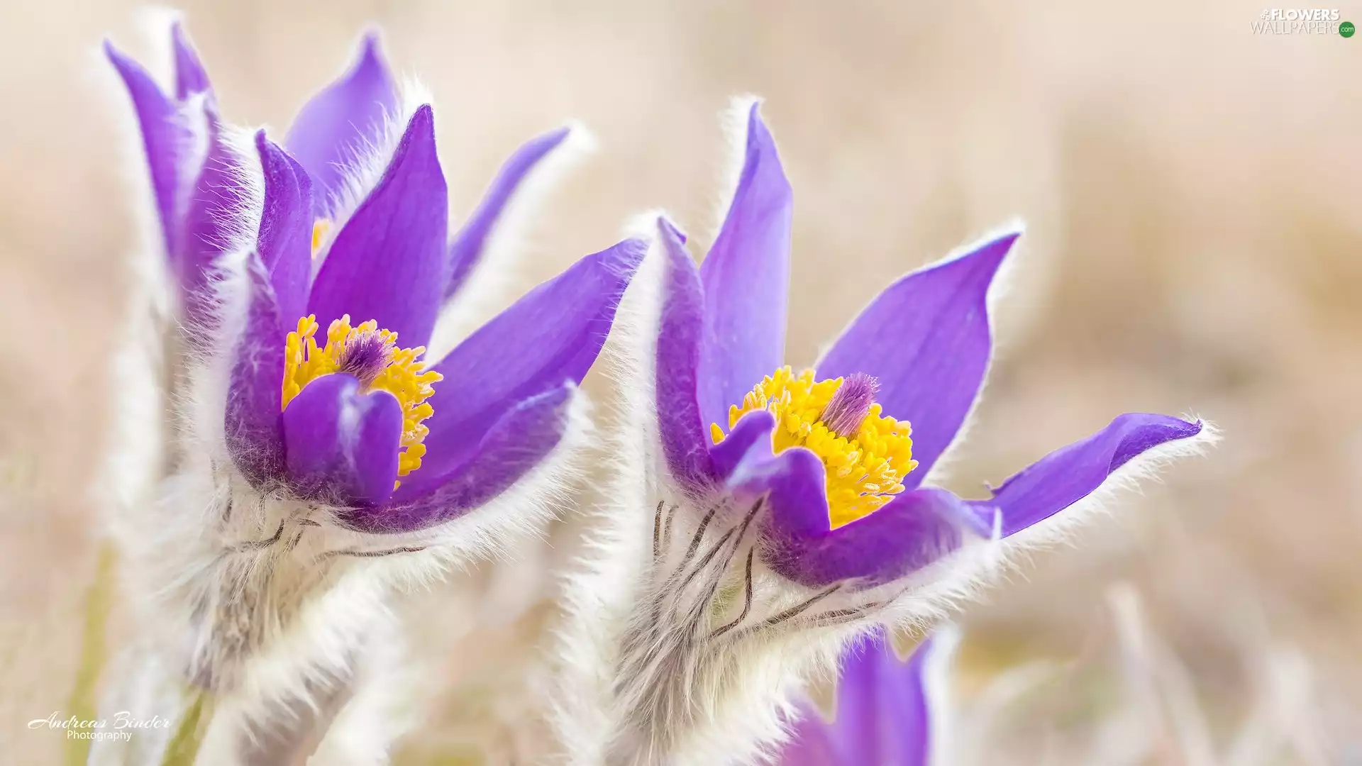 purple, pasque, rapprochement, Flowers