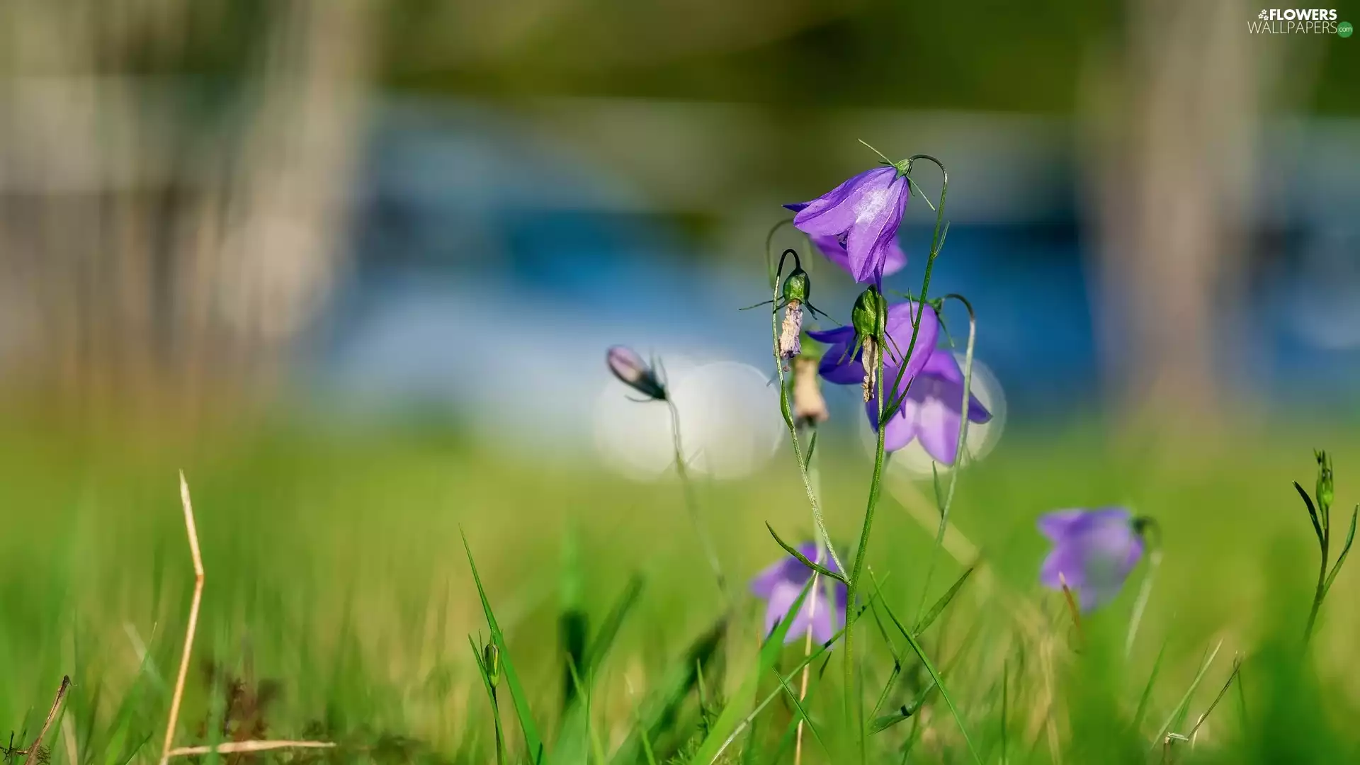 purple, ringtones, rapprochement, Flowers