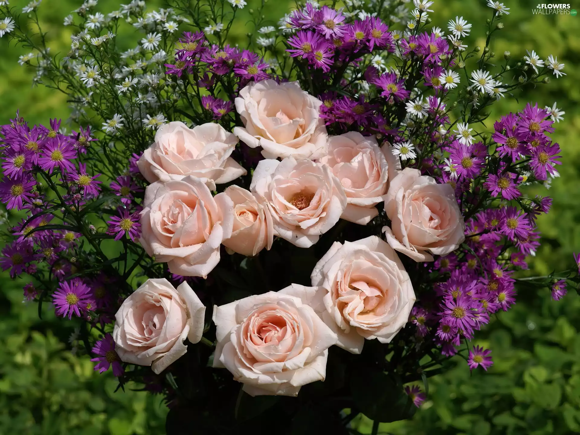 Flowers, roses, purple