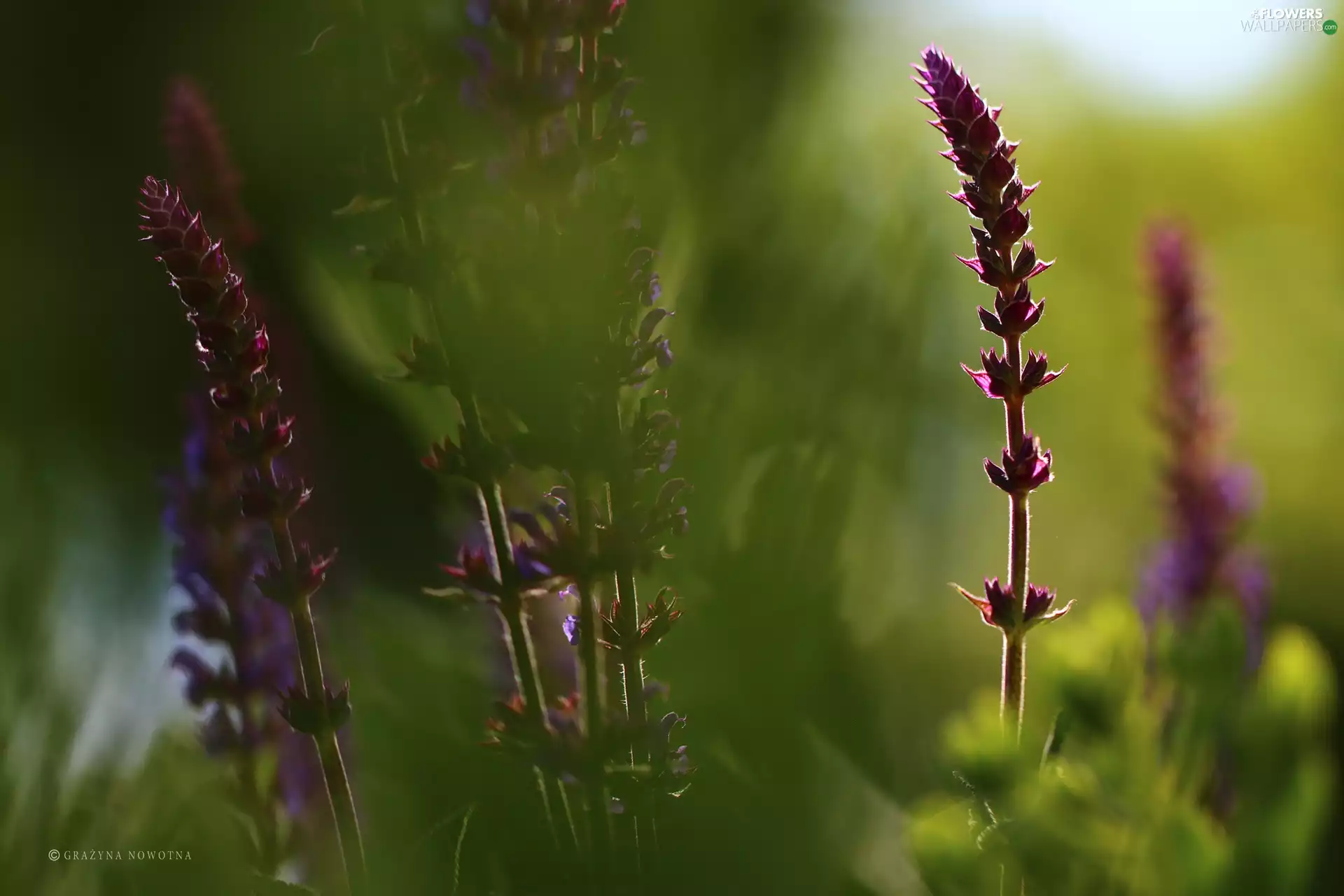 Flowers, Sage, purple