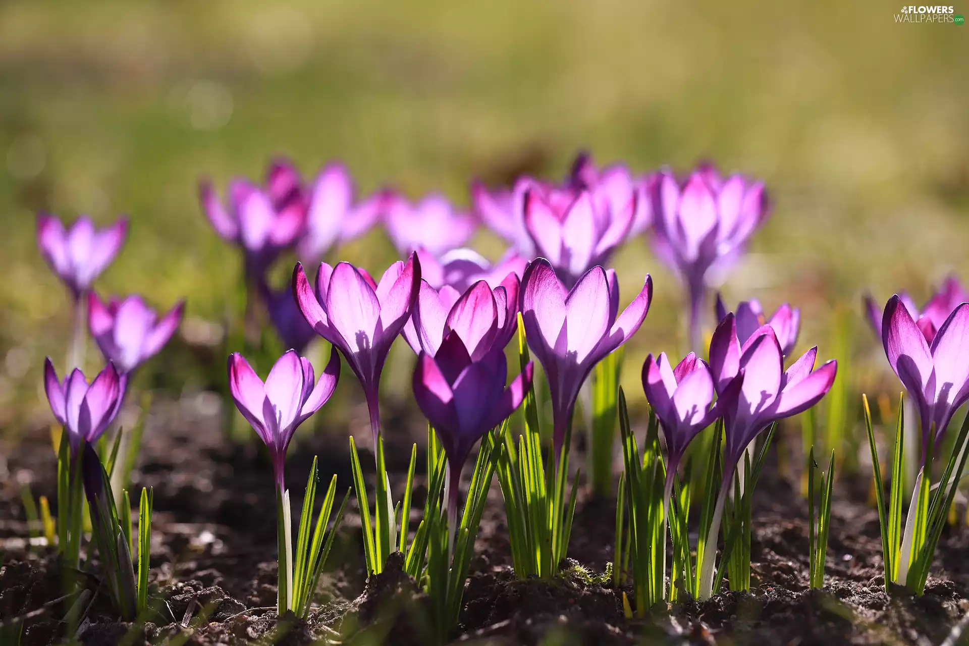 illuminated, Flowers, purple, crocuses, Spring