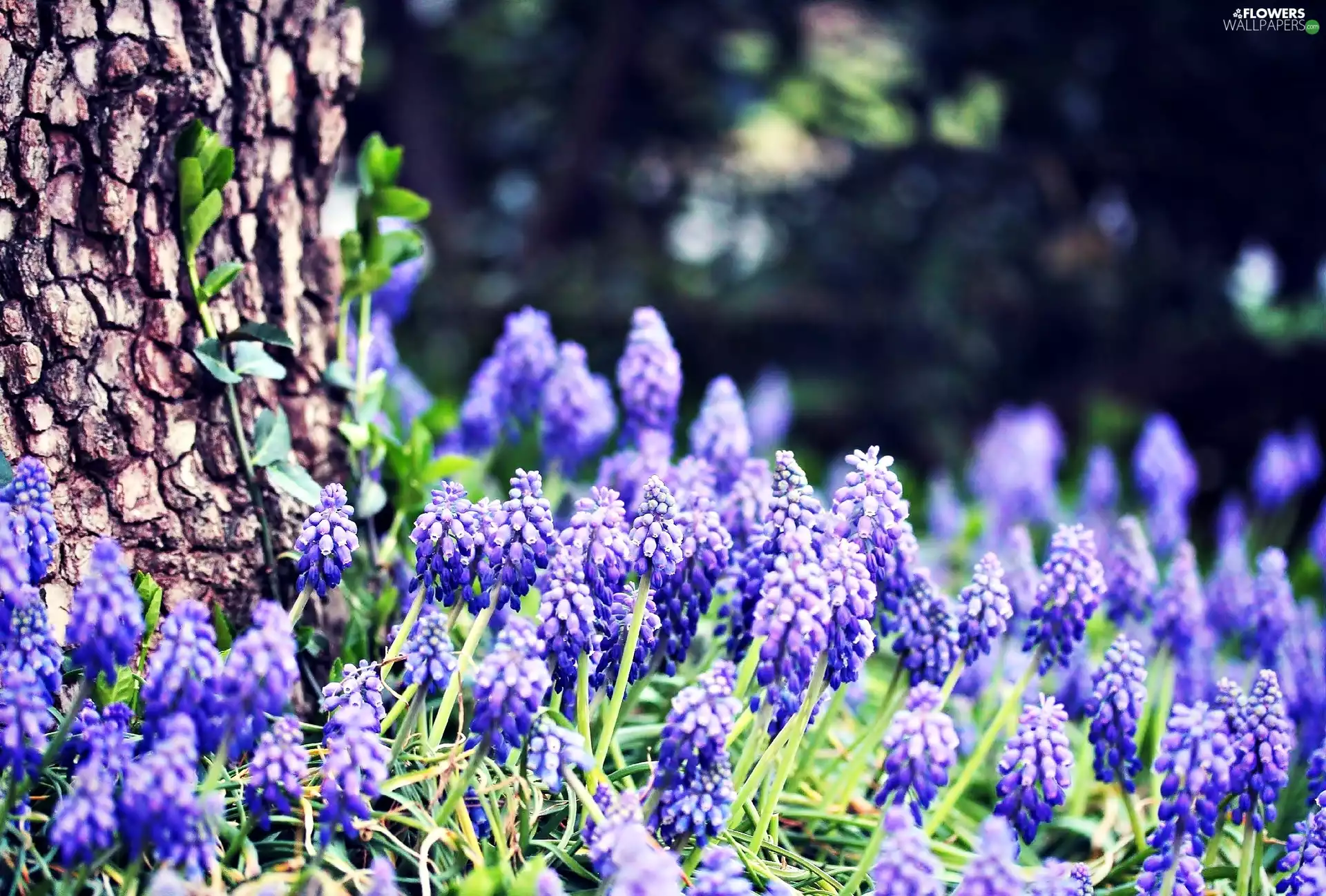 purple, Muscari, trees, Flowers