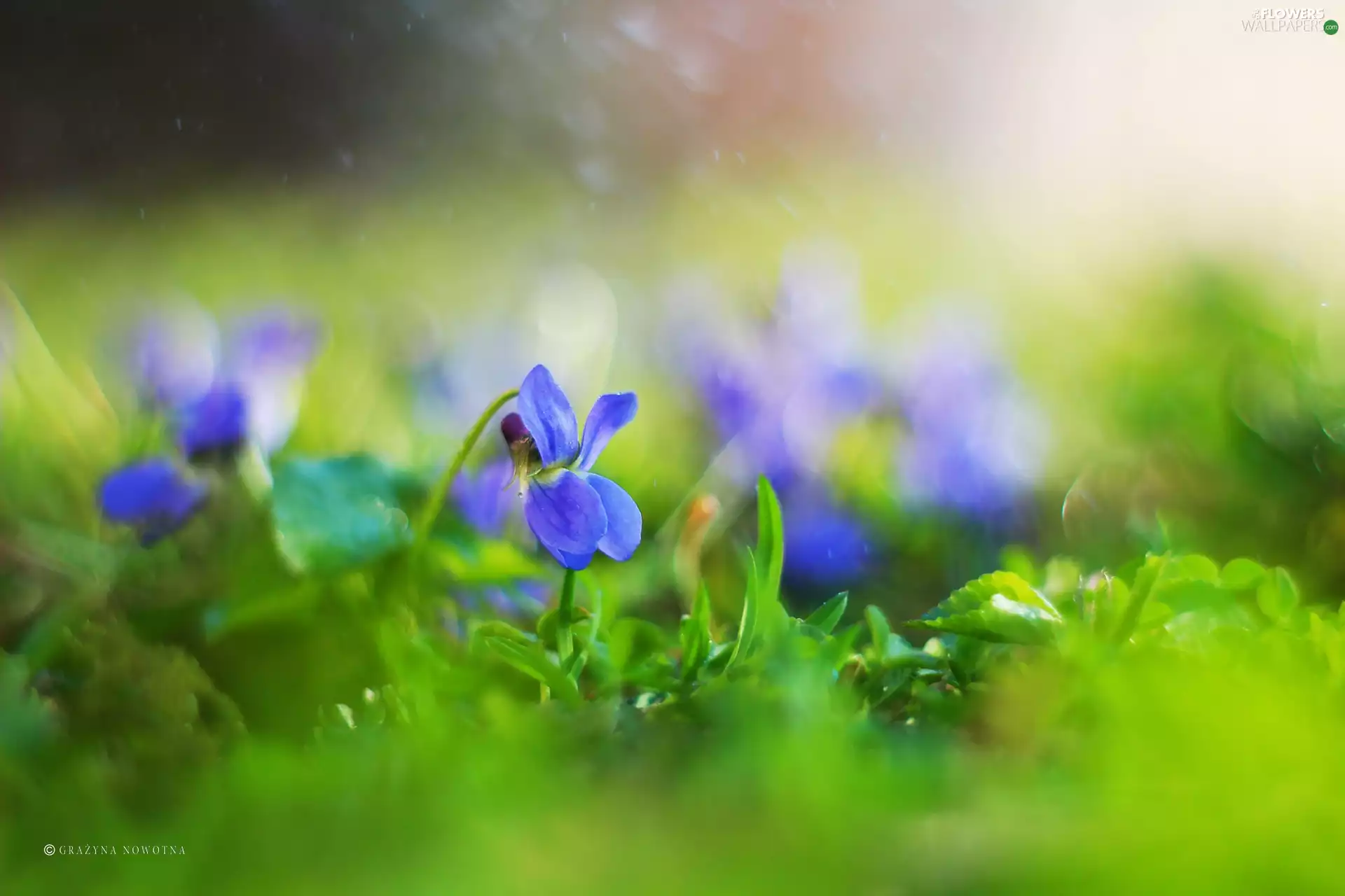 Flowers, Violets, purple