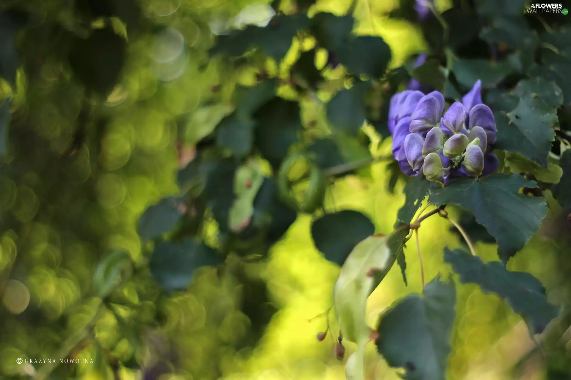 Flowers, wistaria, purple
