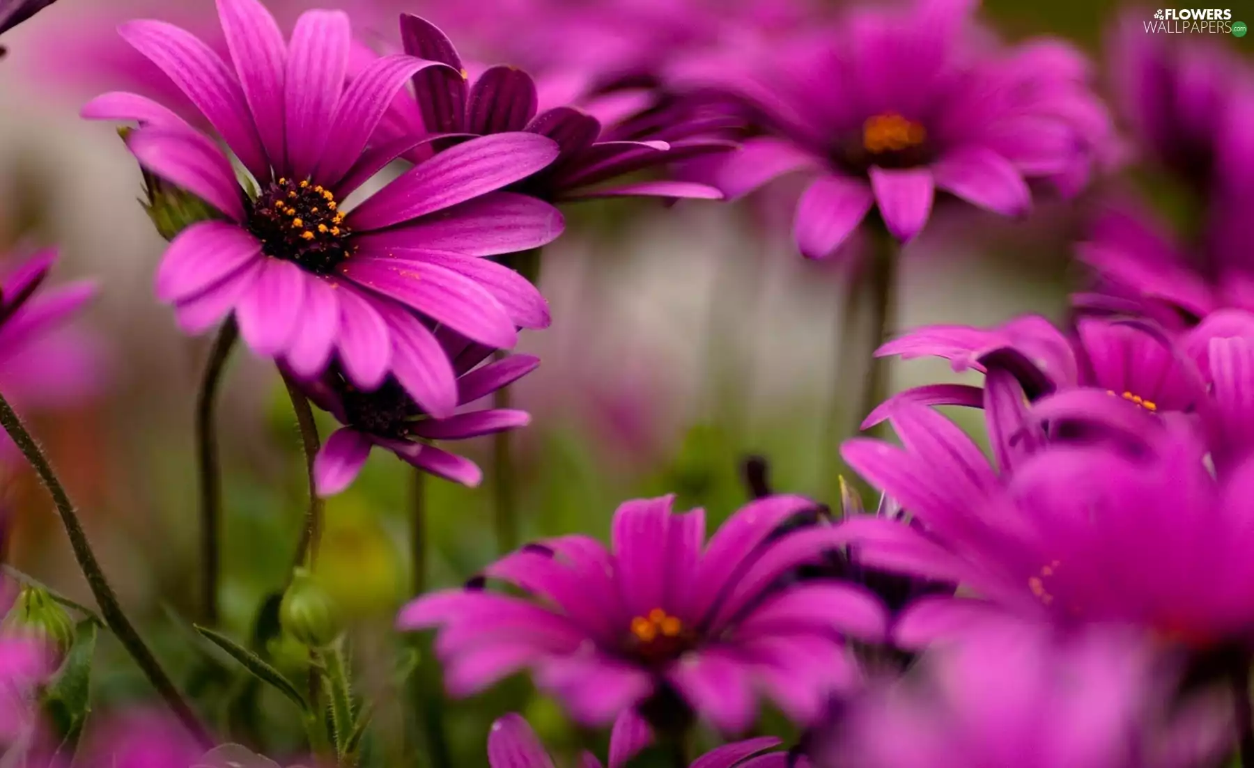 purple, Flowers