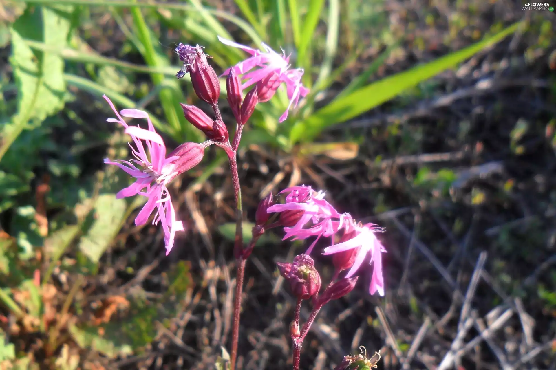 Lychnis ragged, Wildflowers, Flowers