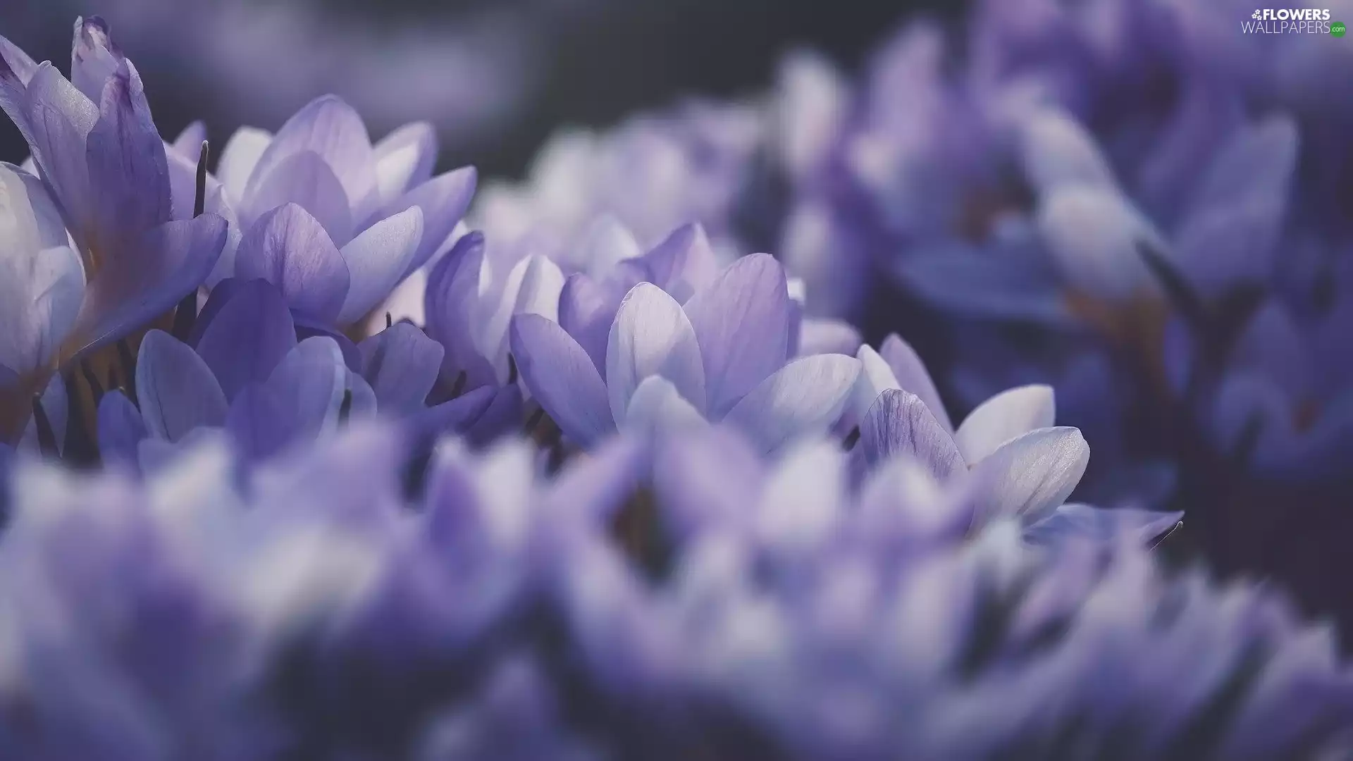 rapprochement, purple, crocuses, Flowers
