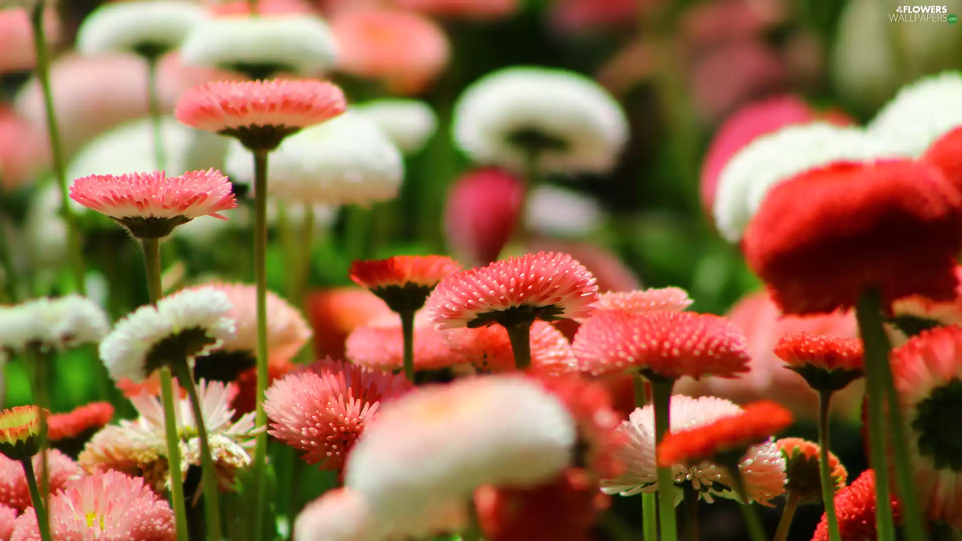 rapprochement, flourishing, daisies, Flowers