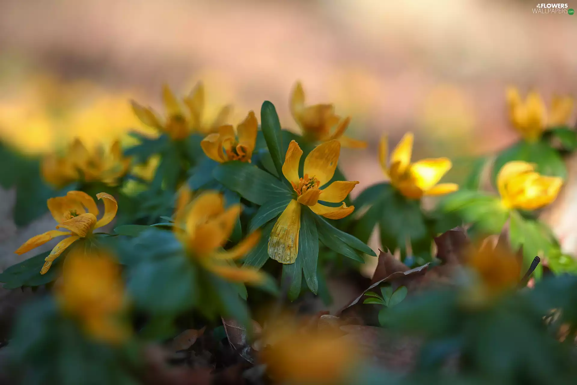 Yellow, Flowers, rapprochement, Eranthis hyemalis