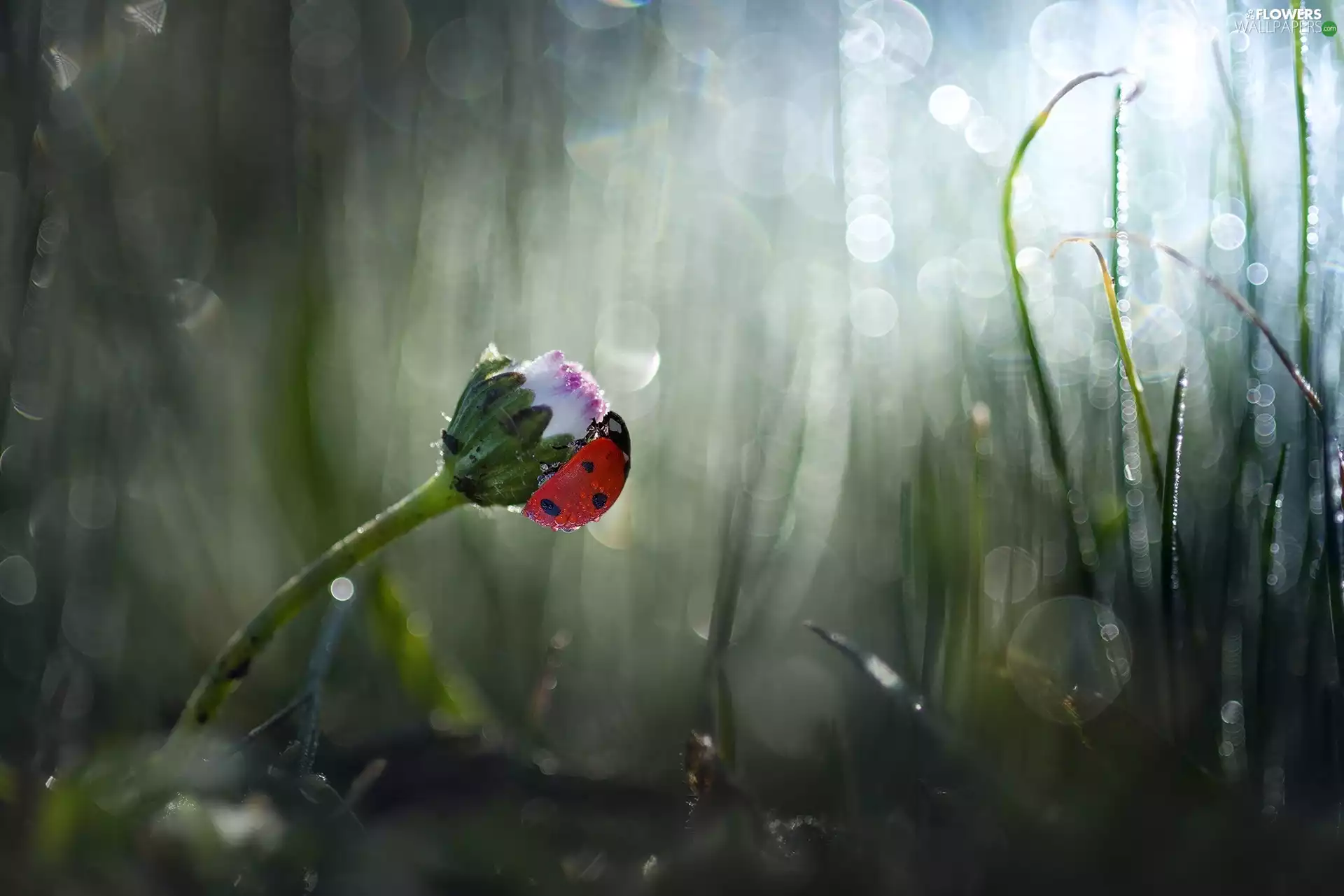 daisy, ladybird, rapprochement, blurry background, grass, Colourfull Flowers