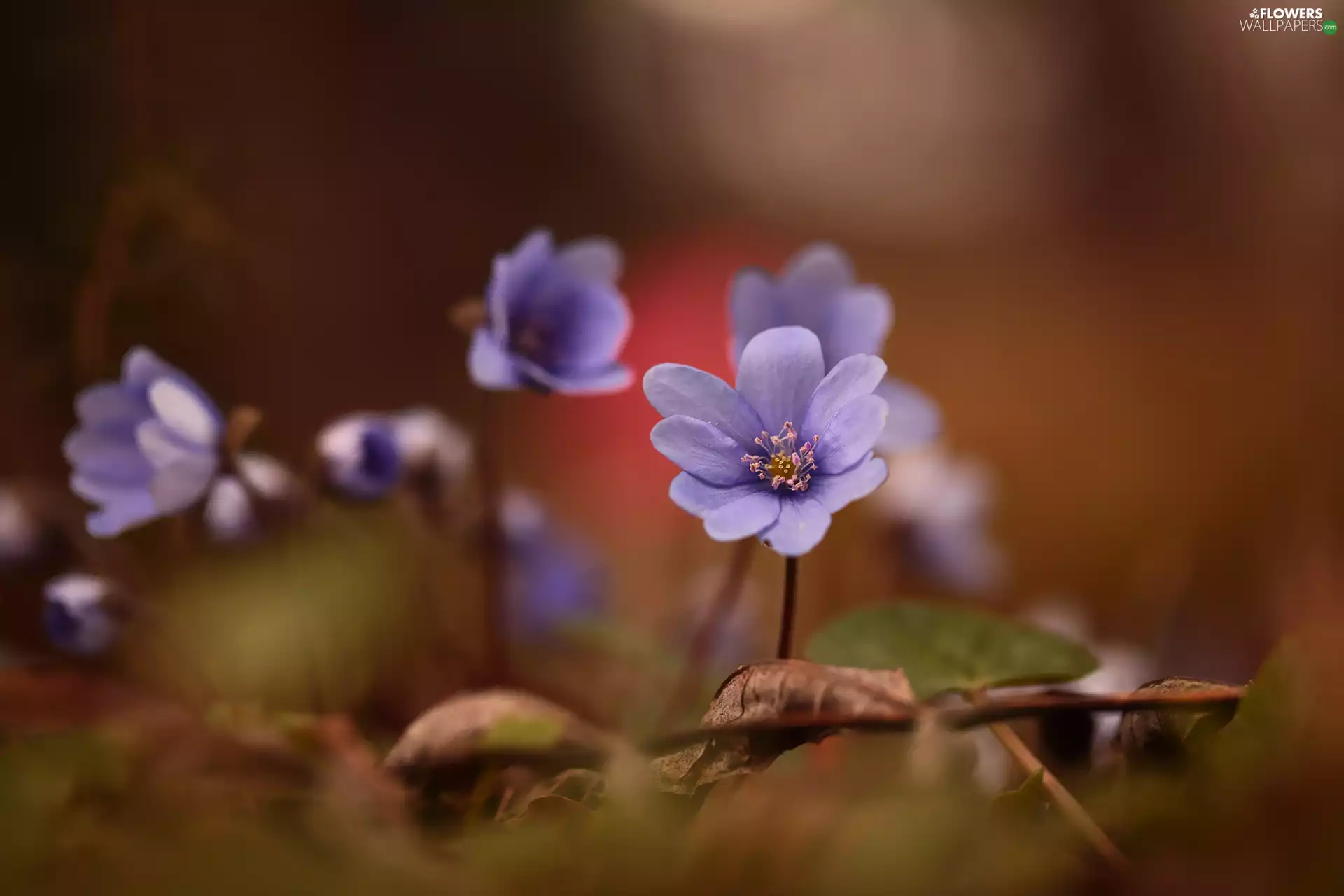 rapprochement, lilac, Liverworts, Flowers