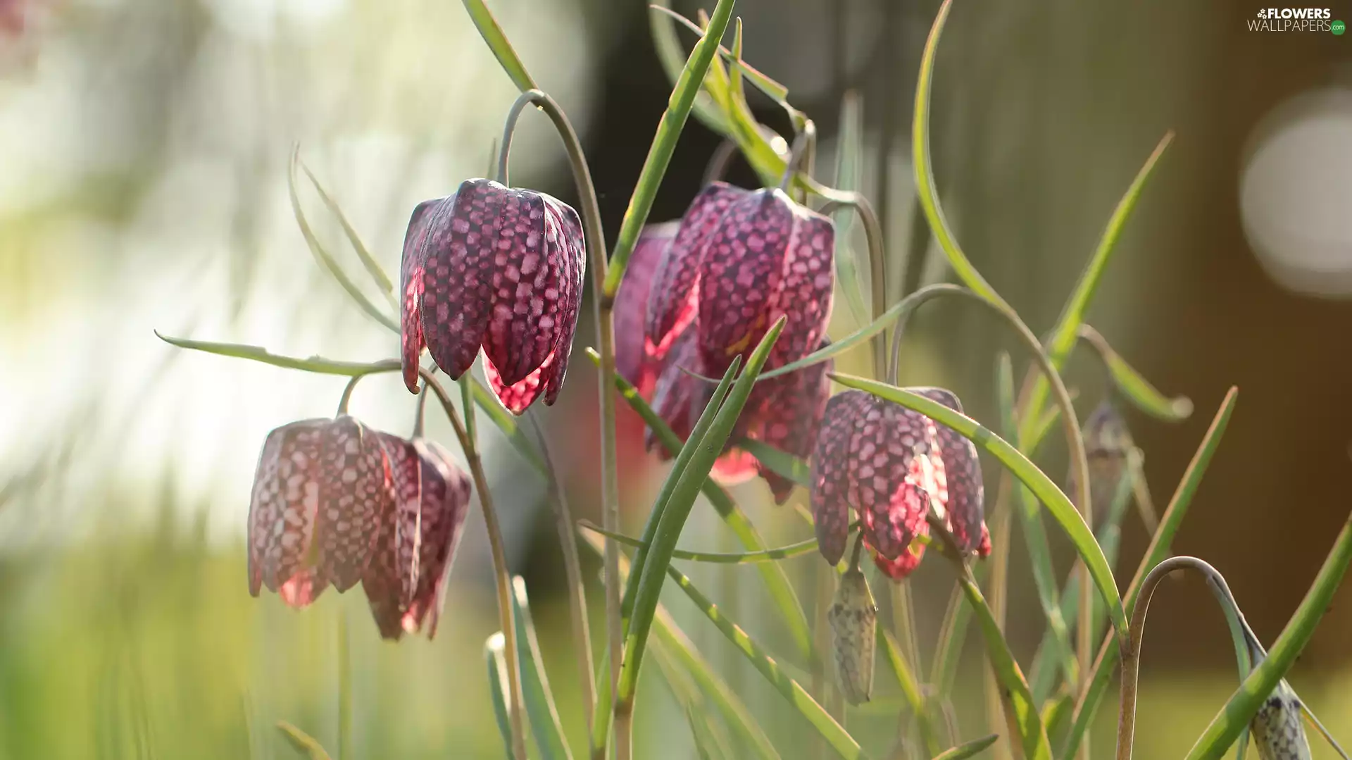 rapprochement, Fritillaria meleagris, Flowers