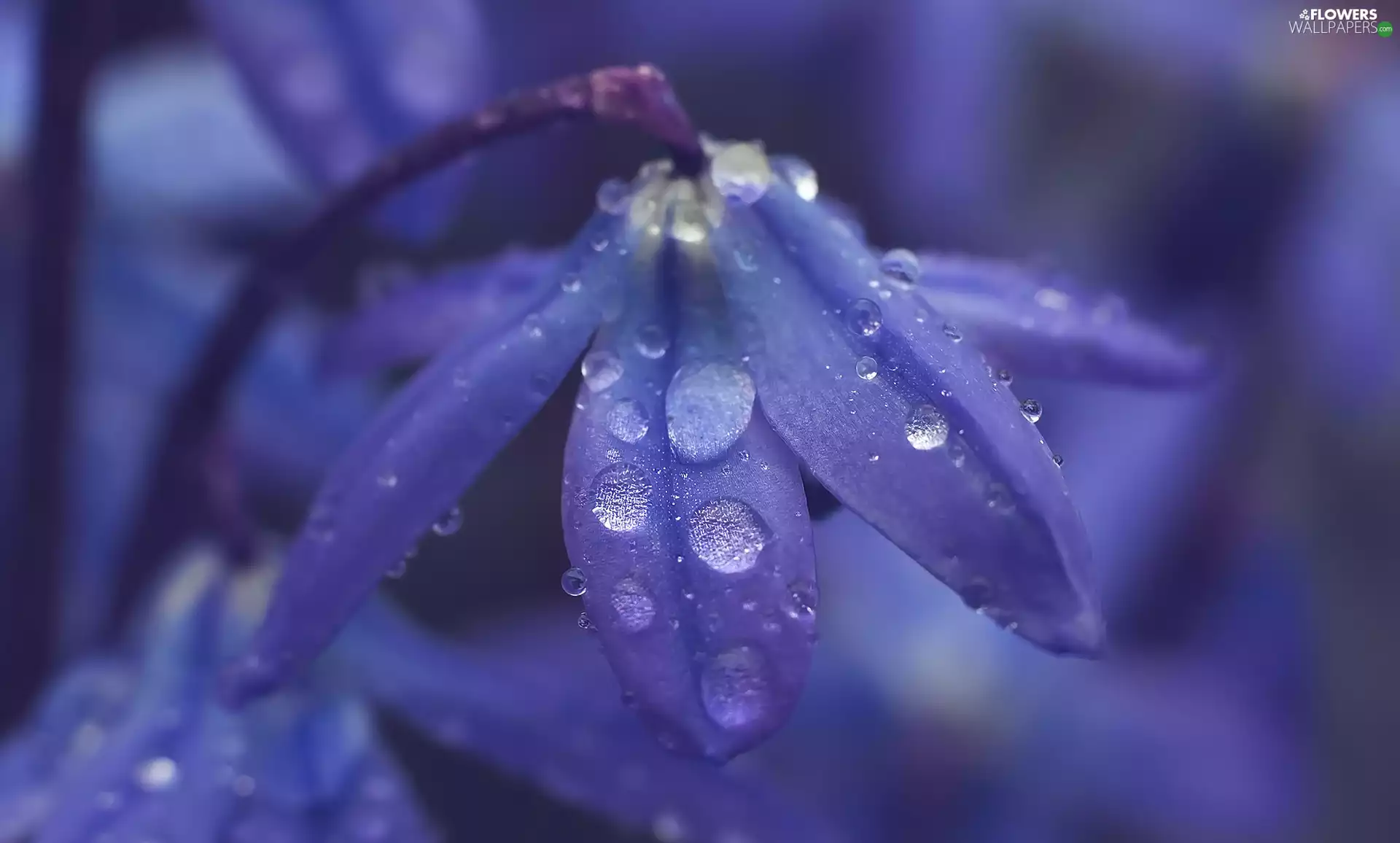 Colourfull Flowers, rapprochement, drops, squill