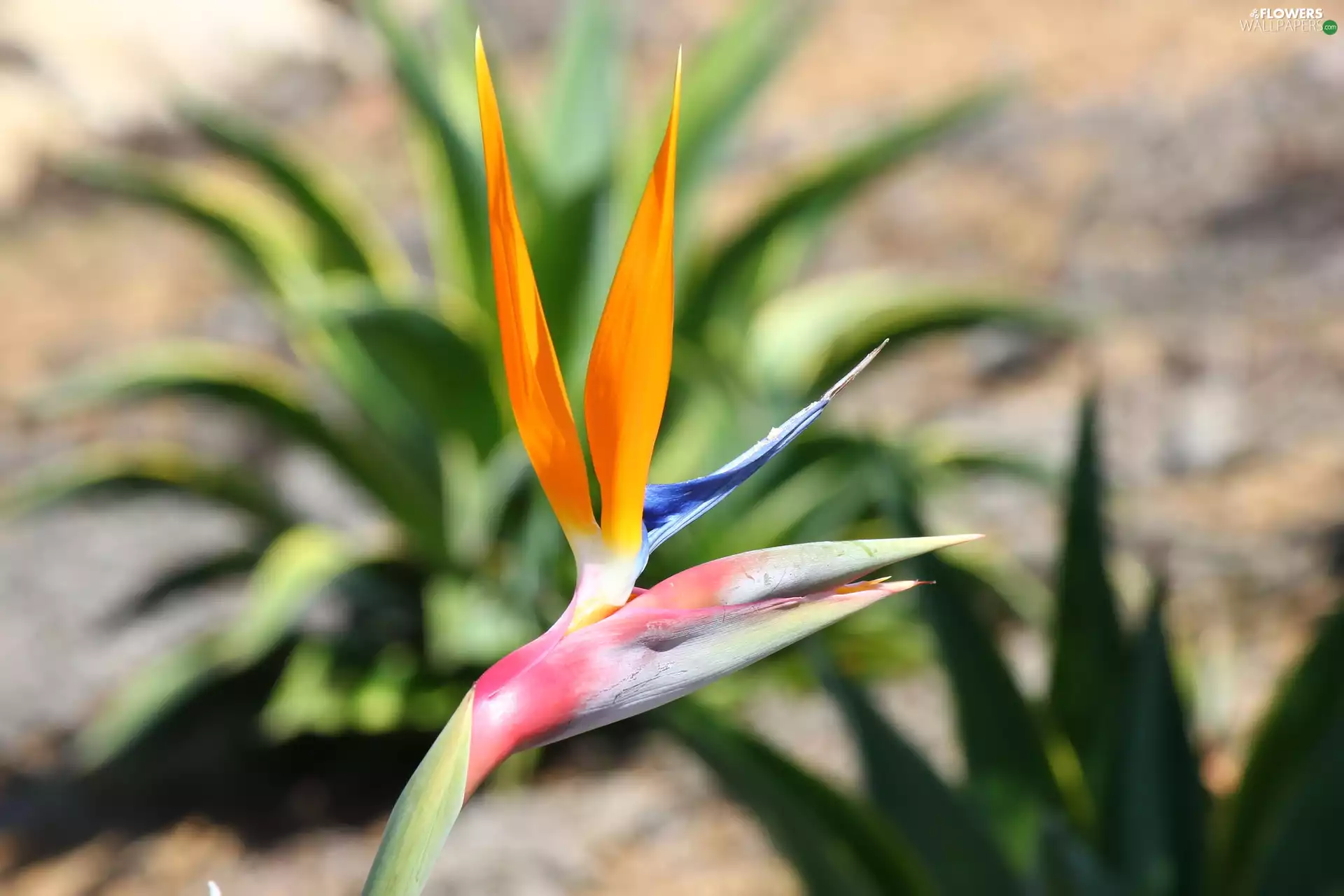 Colourfull Flowers, rapprochement, blur, Strelitzia