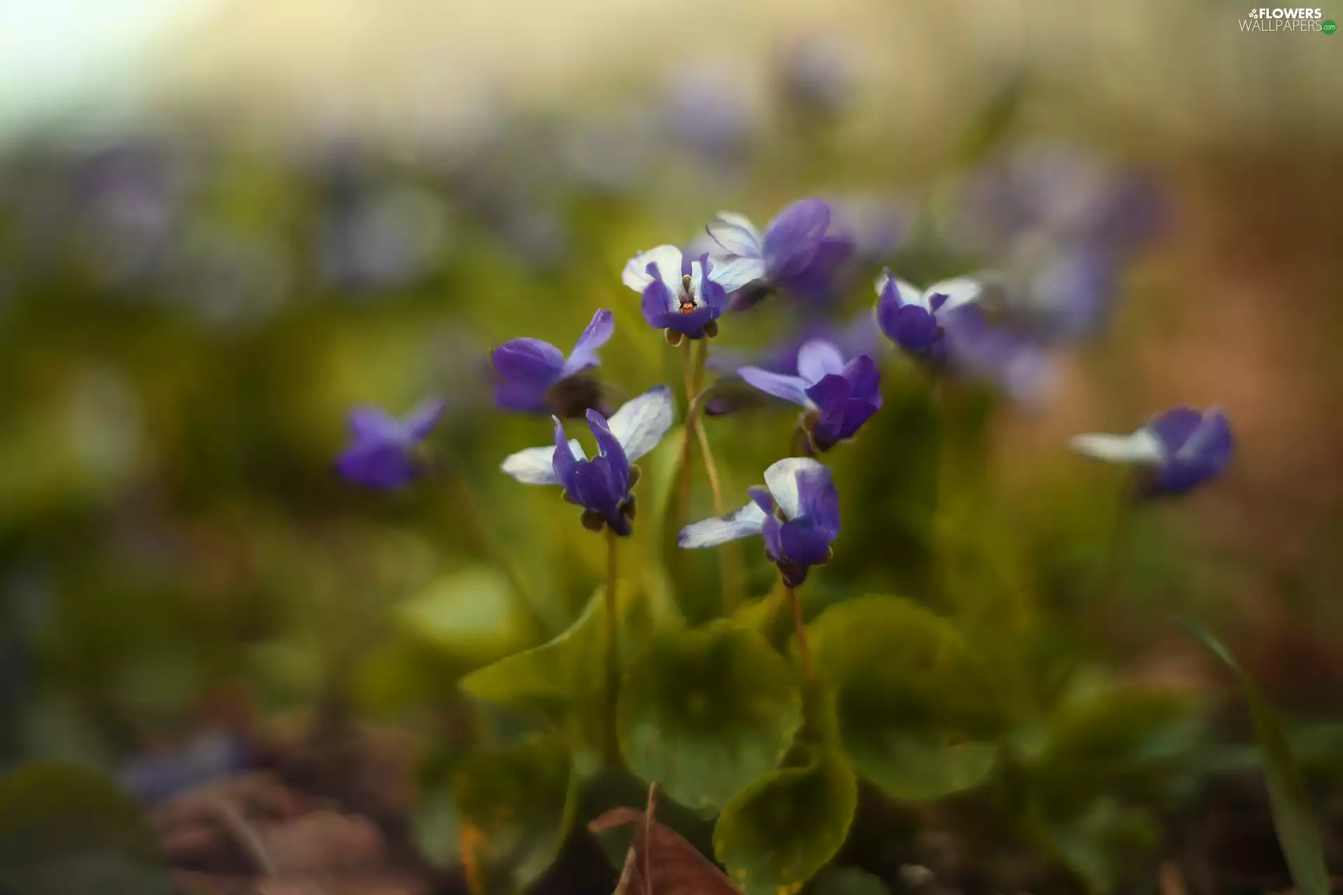 purple, Flowers, rapprochement, fragrant violets