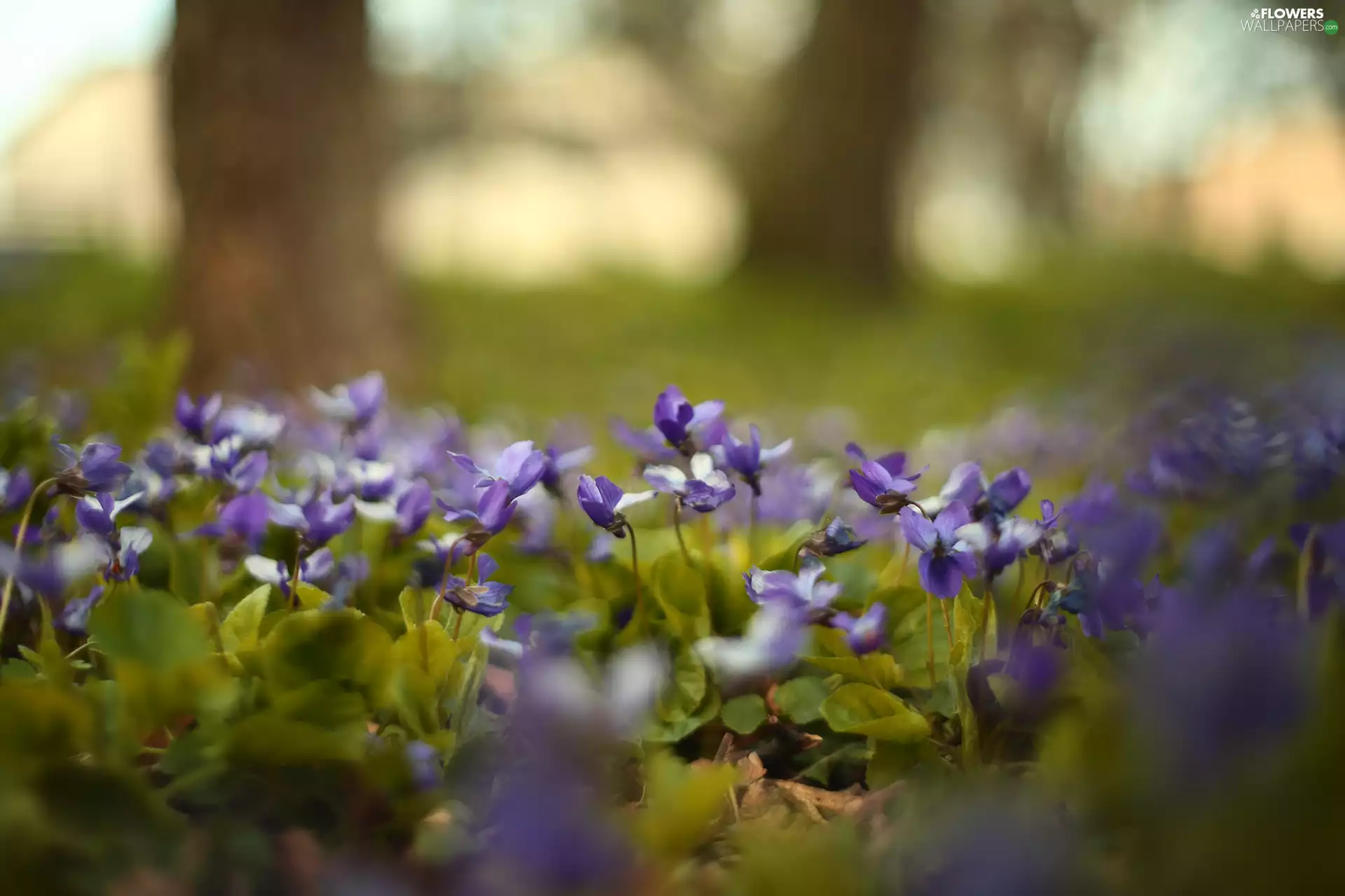 rapprochement, fragrant violets, Flowers