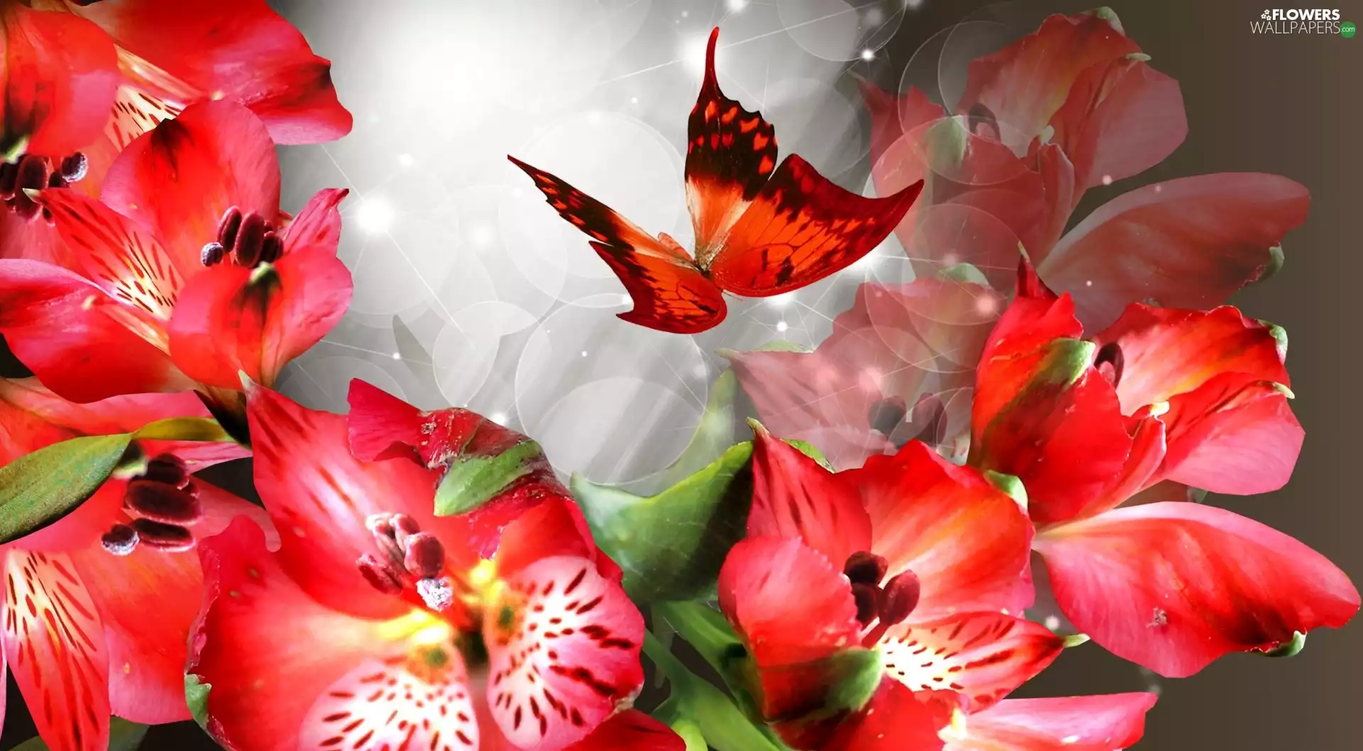 Red, butterfly, Alstroemeria, Flowers