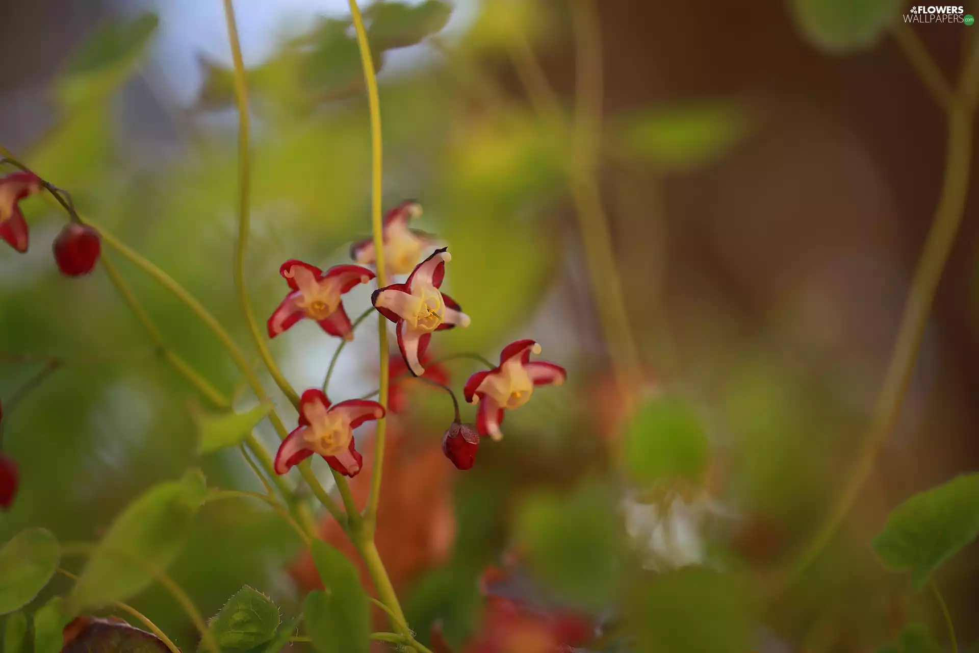 Flowers, Barrenwort, Red