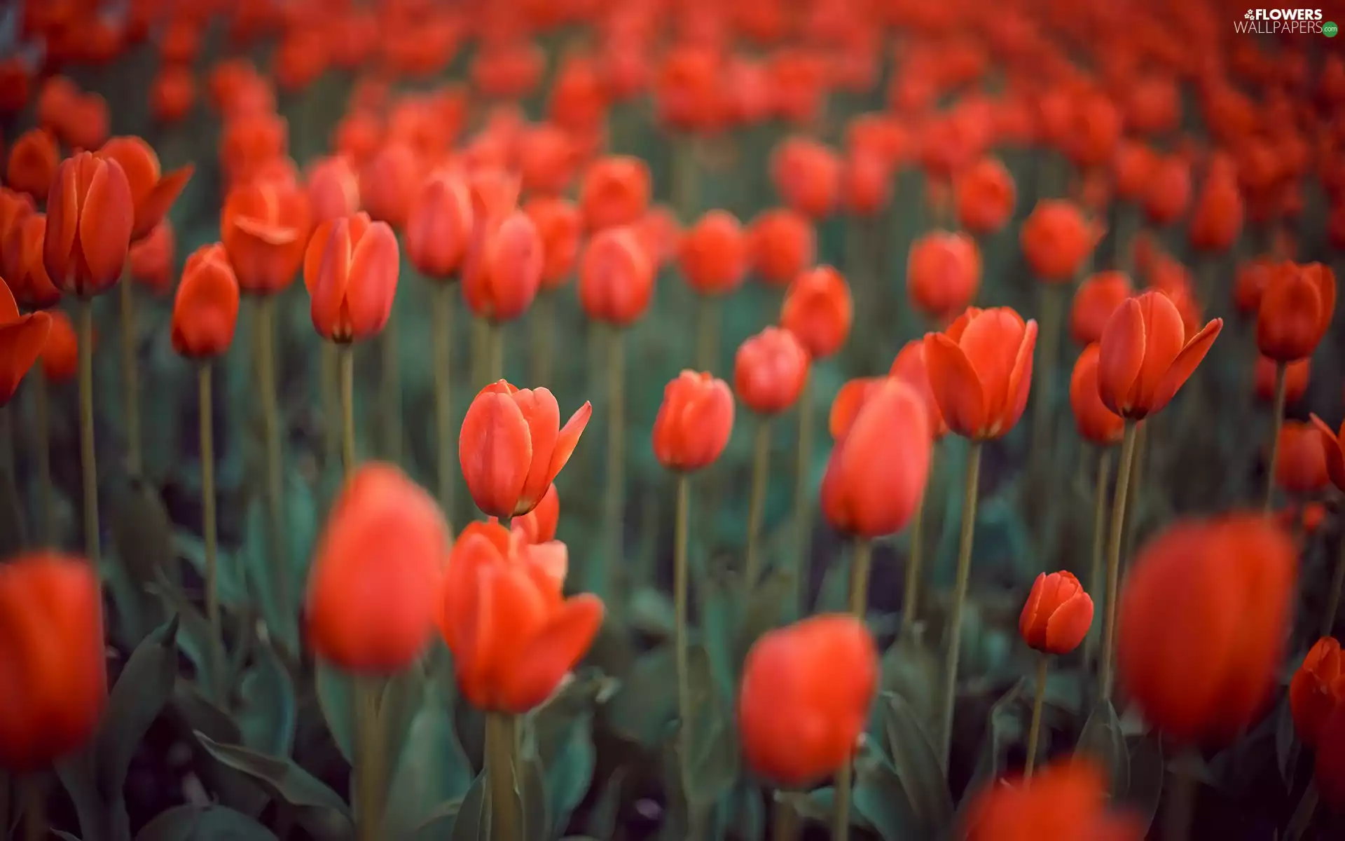 Red, Tulips, blur, Flowers