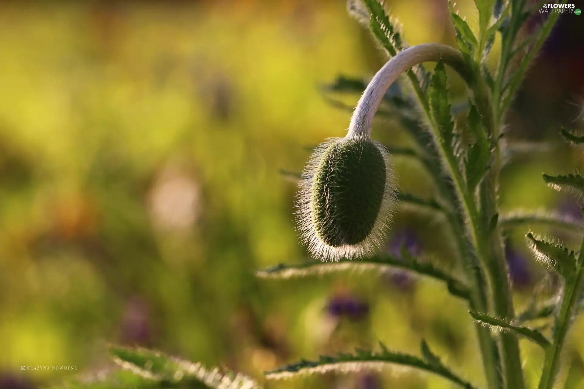 Colourfull Flowers, red weed, bud