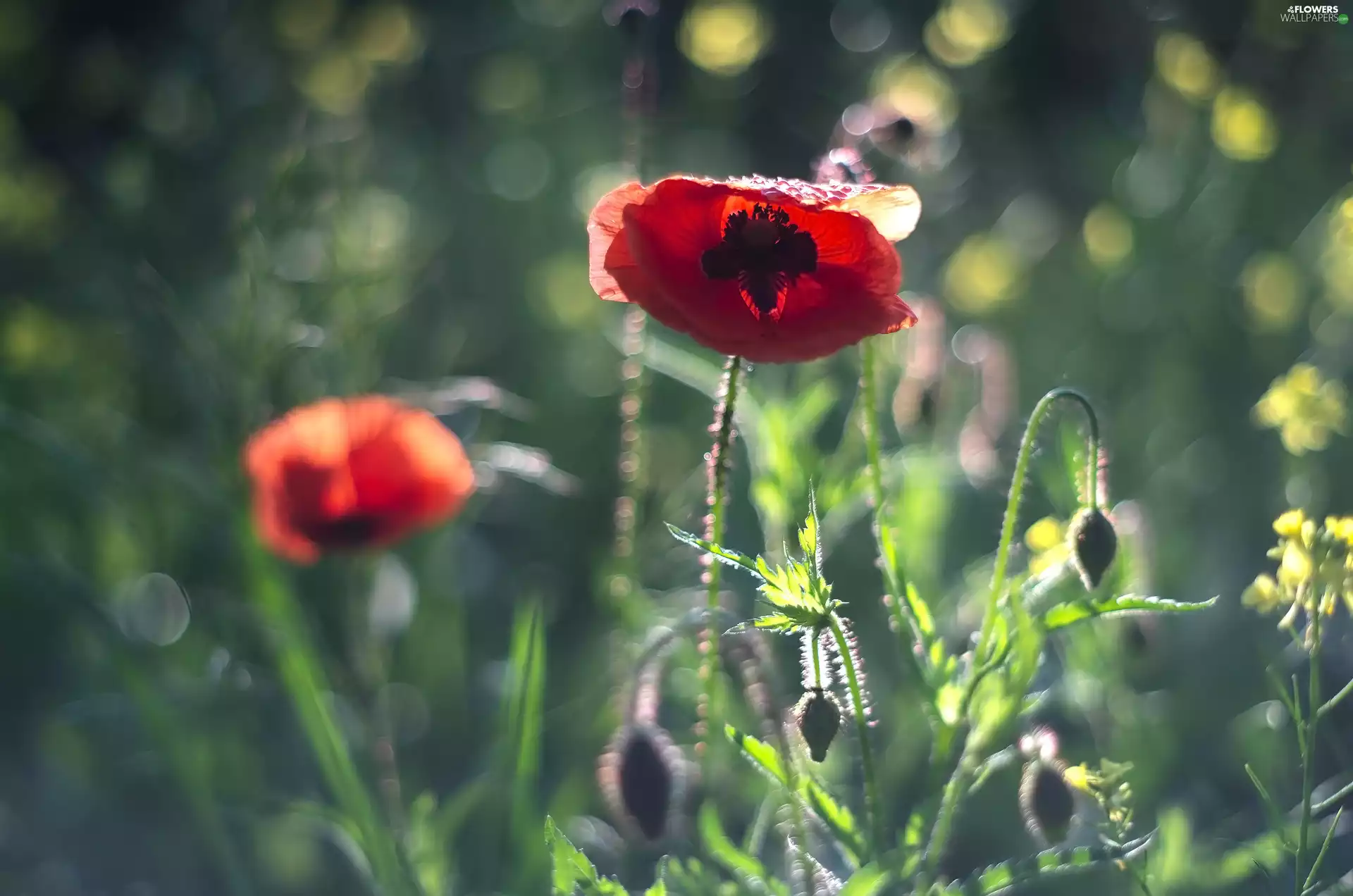 Red, papavers, Buds, Flowers