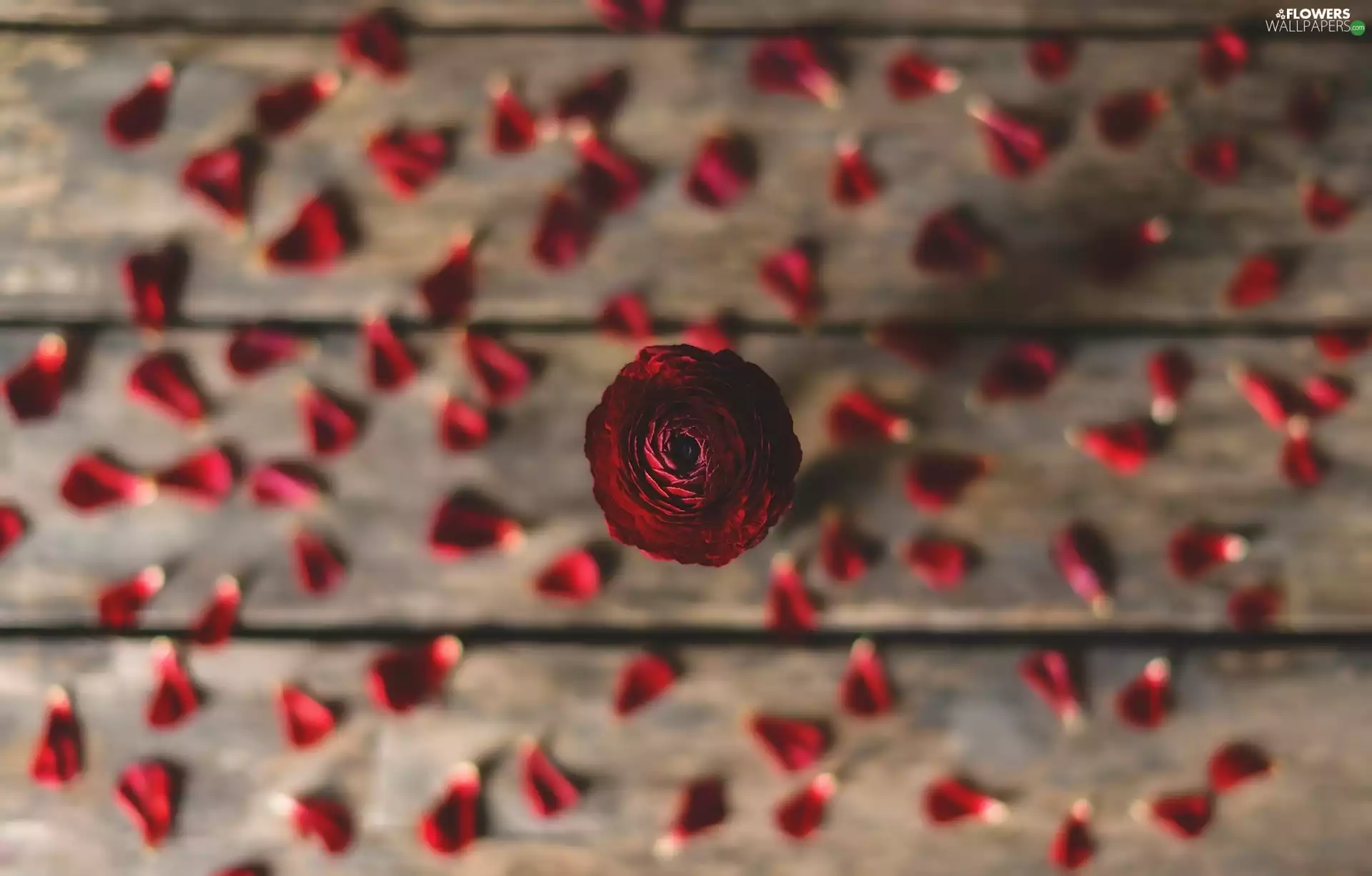 Asian Buttercup, Red, flakes, blur, boarding, Colourfull Flowers