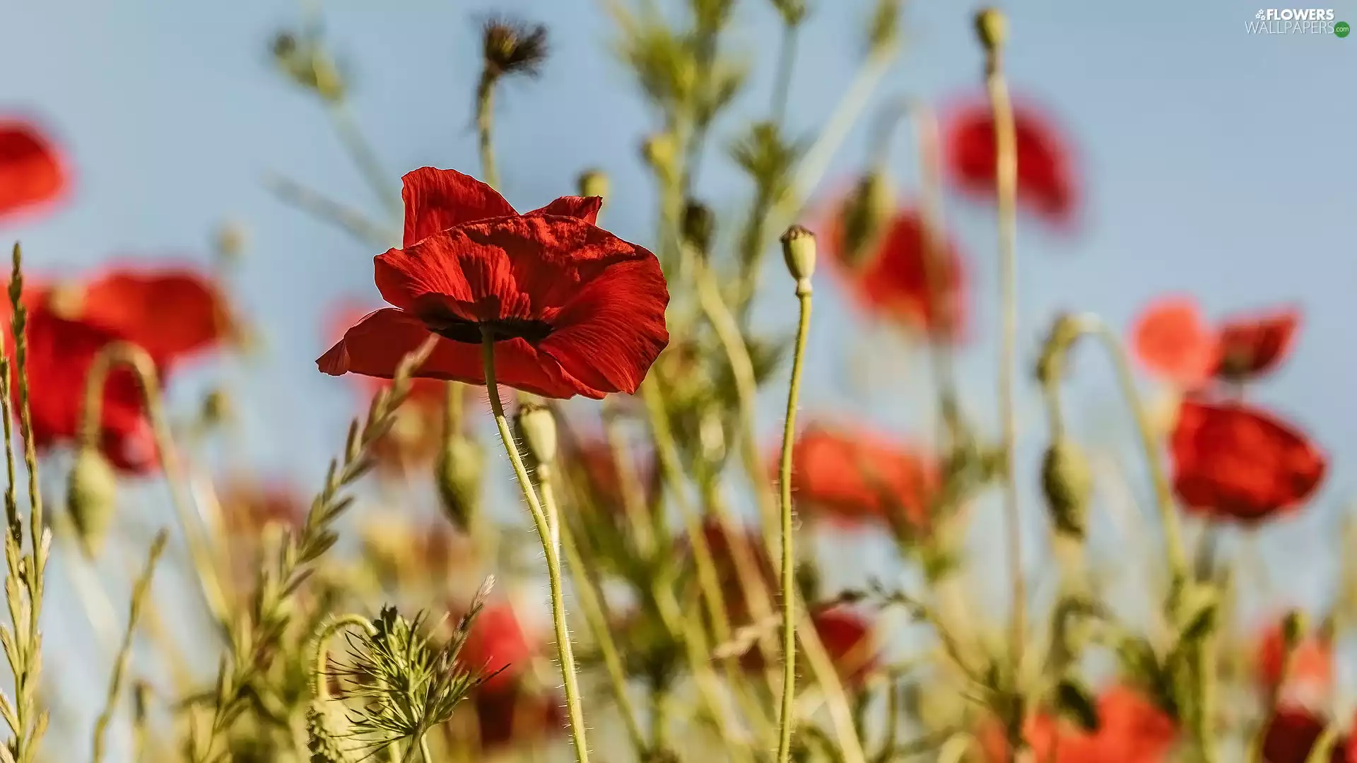 Red, papavers, Capsules, Flowers