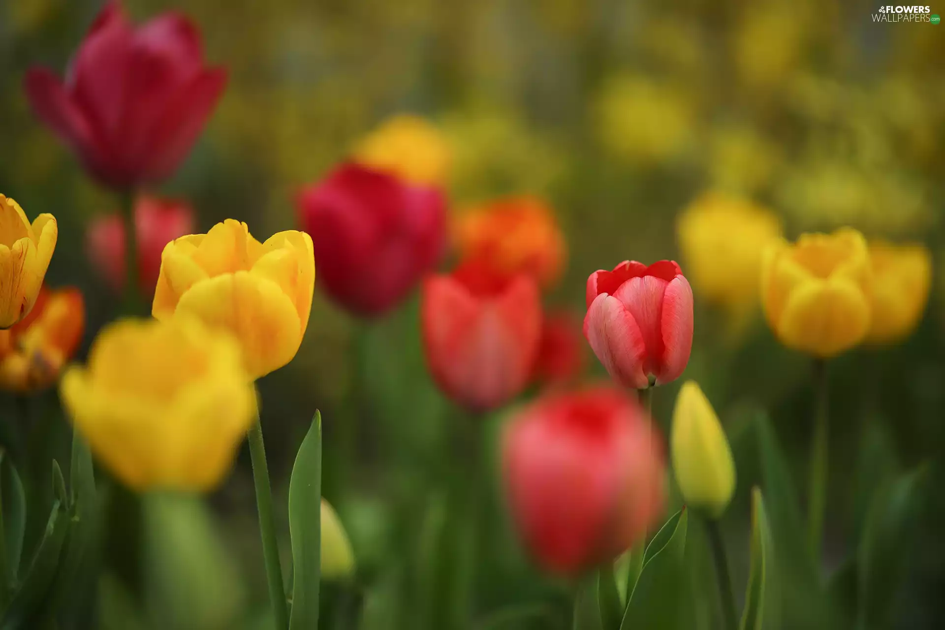 Tulips, Flowers, Red, Yellow, color