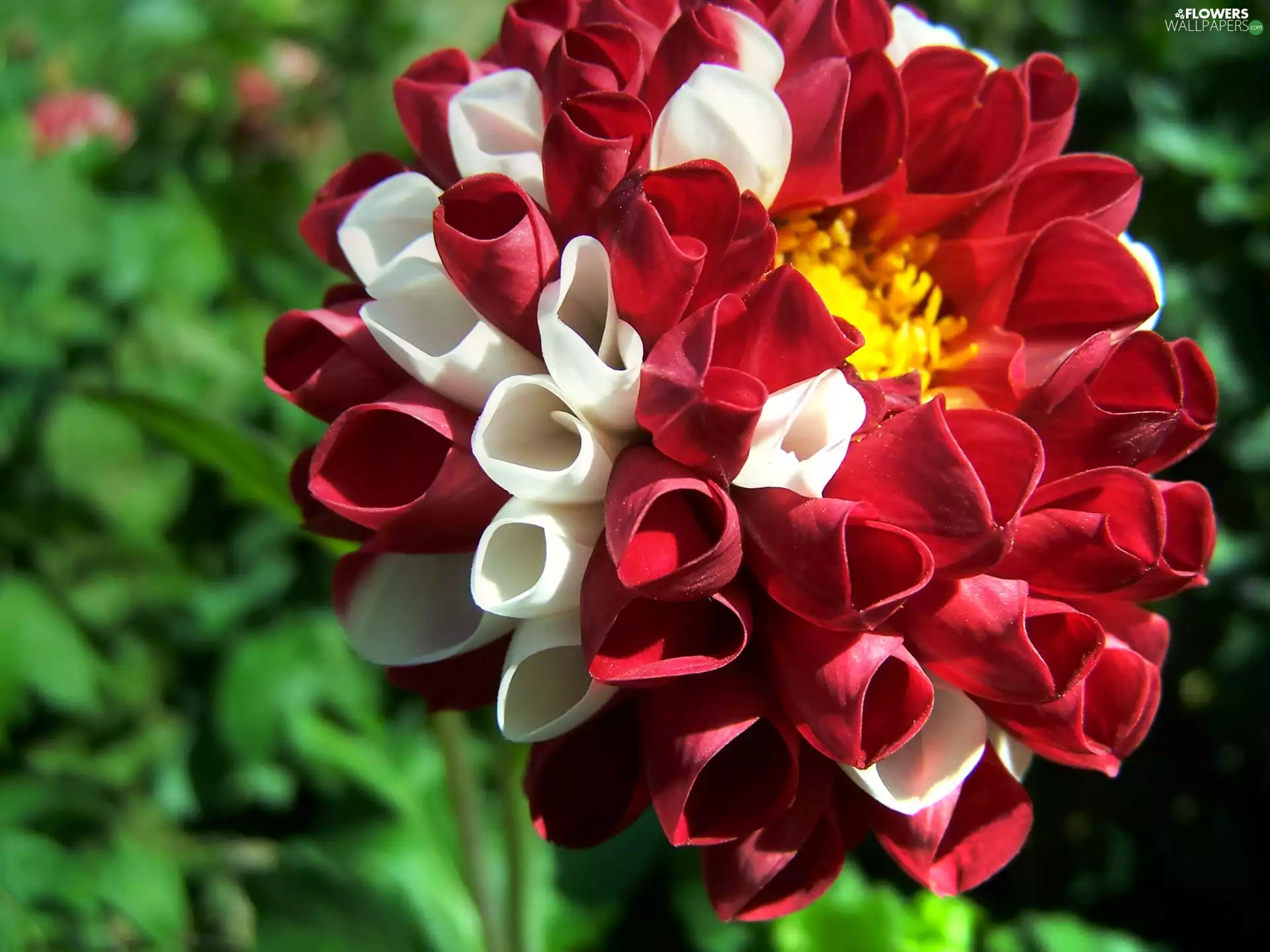 Red, Dalia, Colourfull Flowers