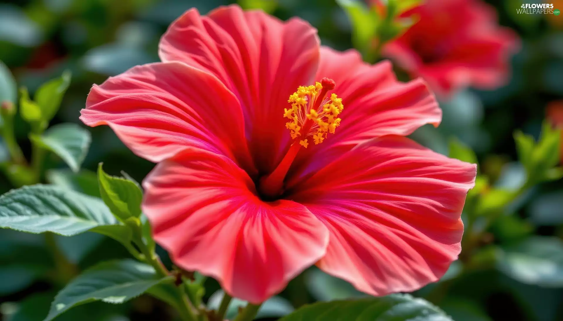 leaves, rapprochement, Colourfull Flowers, hibiskus, Red