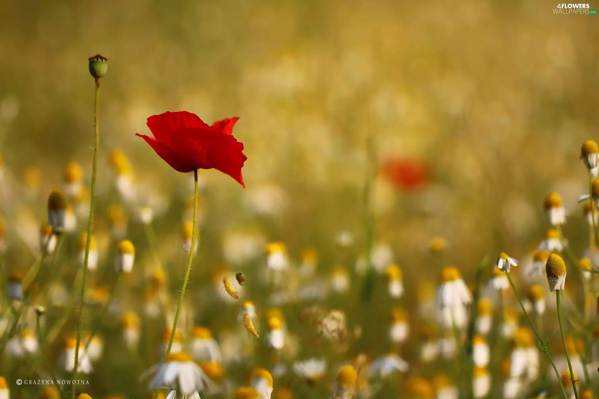 red weed, Colourfull Flowers, chamomile, Red