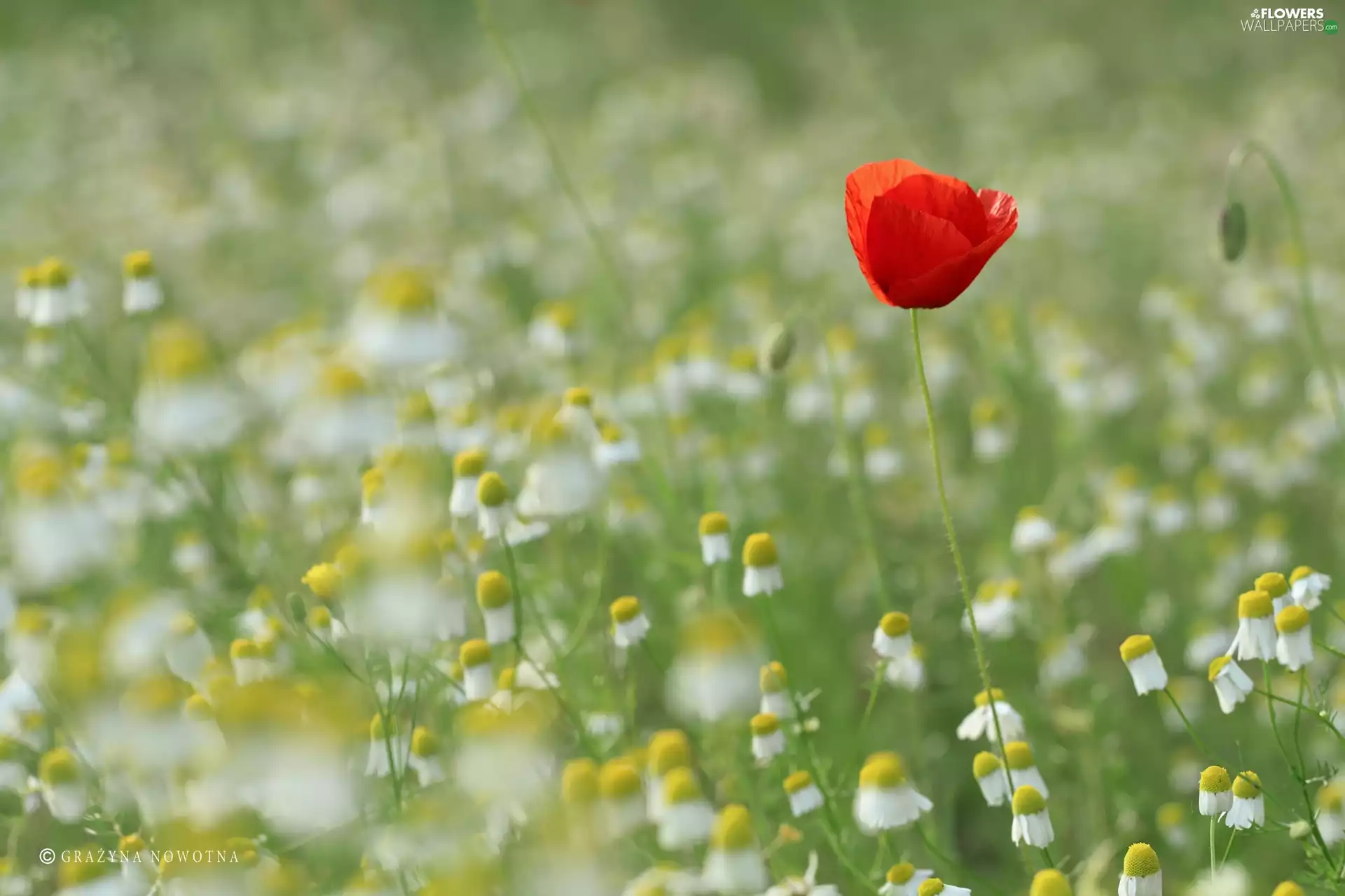red weed, Colourfull Flowers, chamomile, Red