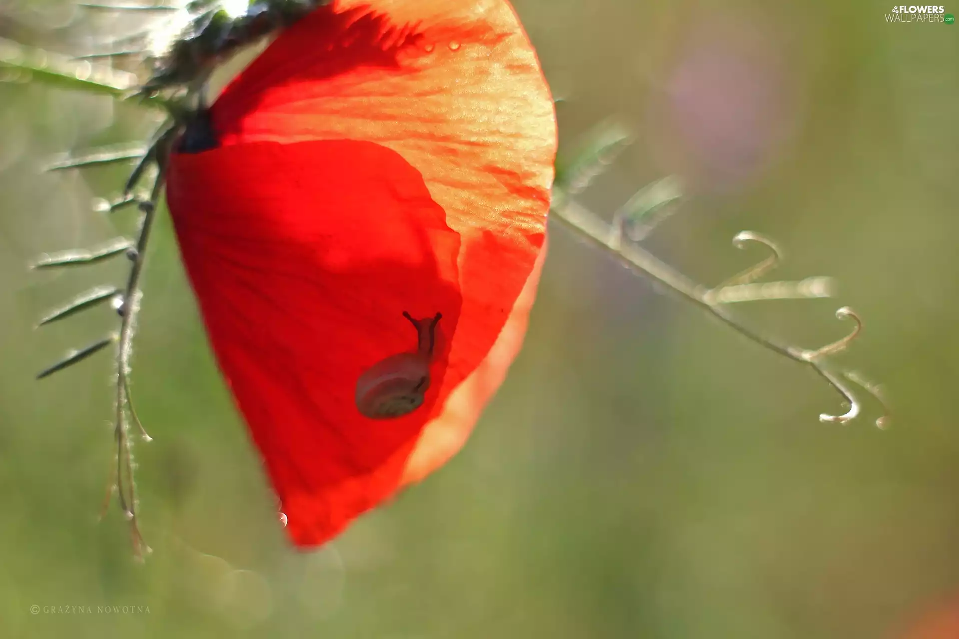 red weed, Colourfull Flowers, snail, Red