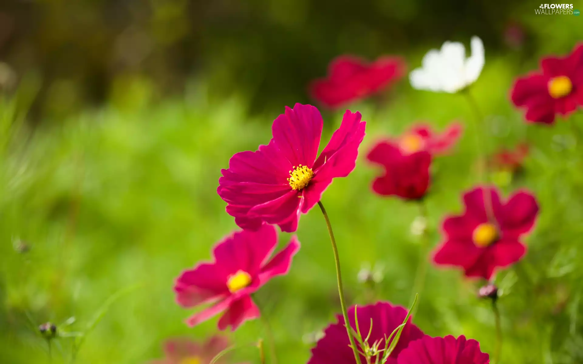 Flowers, Cosmos, Red