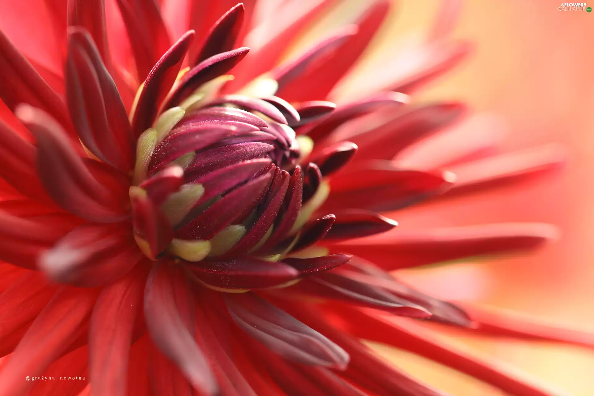 Colourfull Flowers, red hot, Dalia