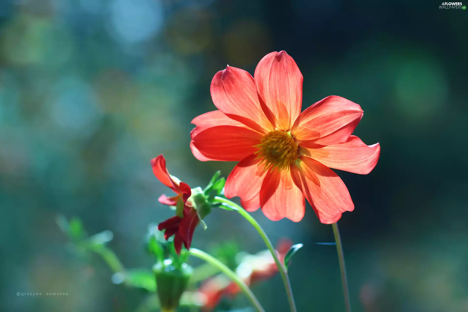 Colourfull Flowers, red hot, Dalia