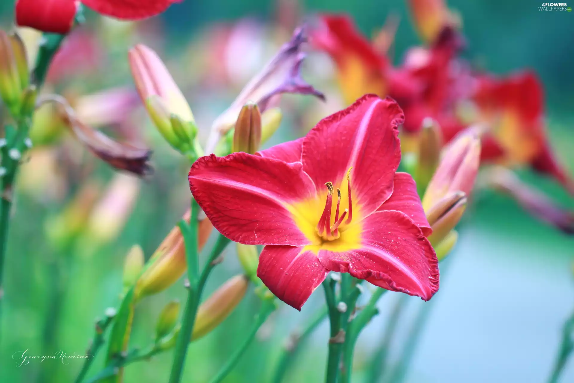 Flowers, Daylilies, Red
