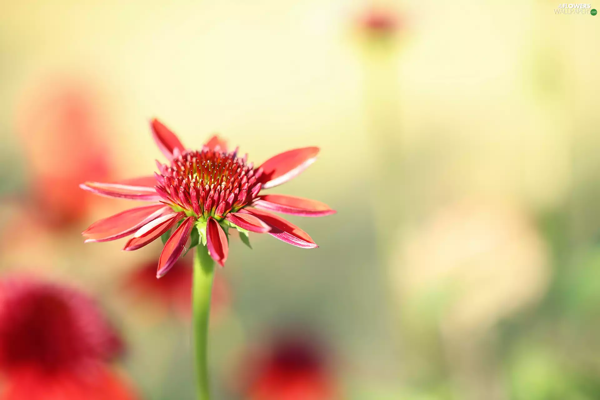 Colourfull Flowers, red hot, echinacea