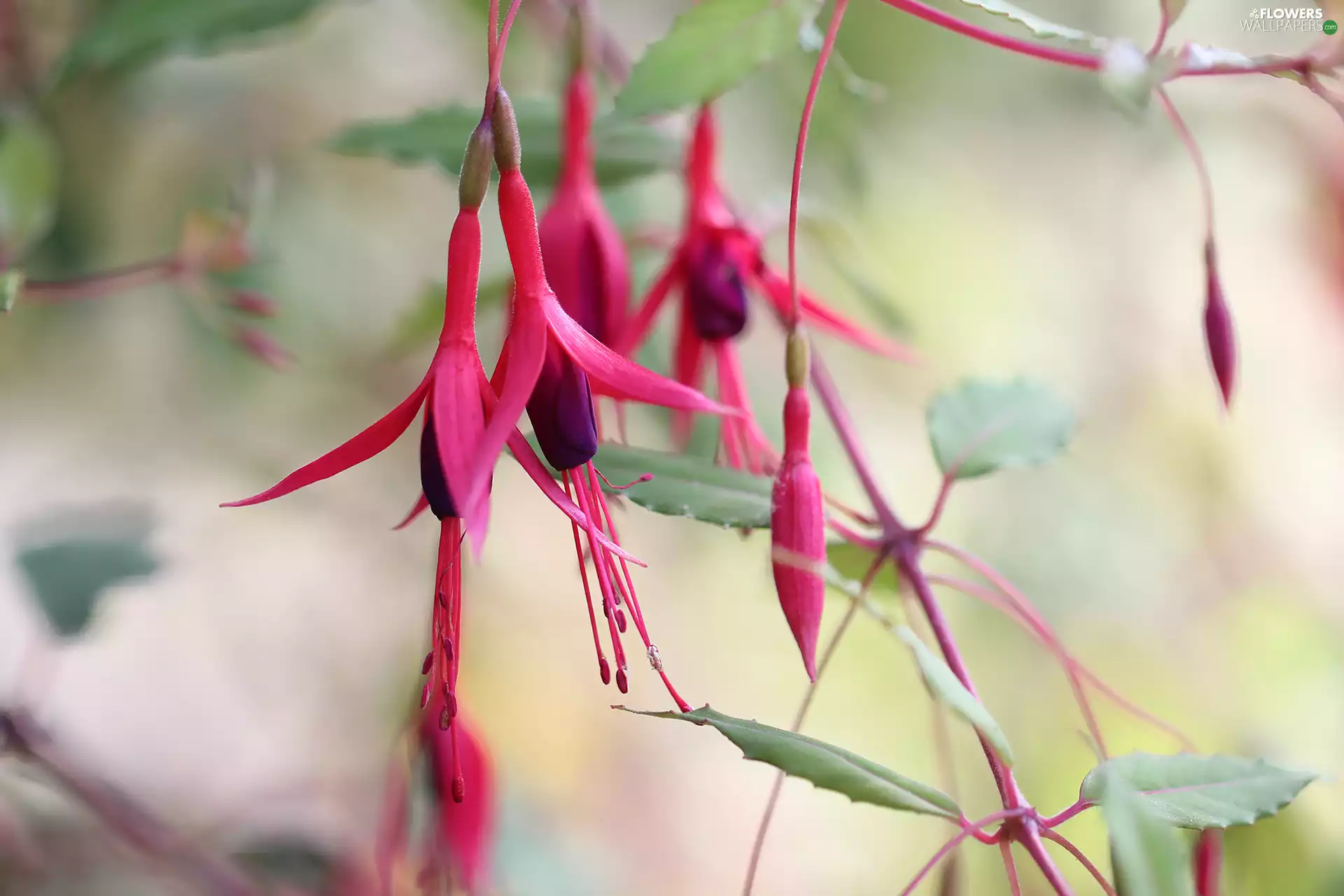 Flowers, fuchsia, Red