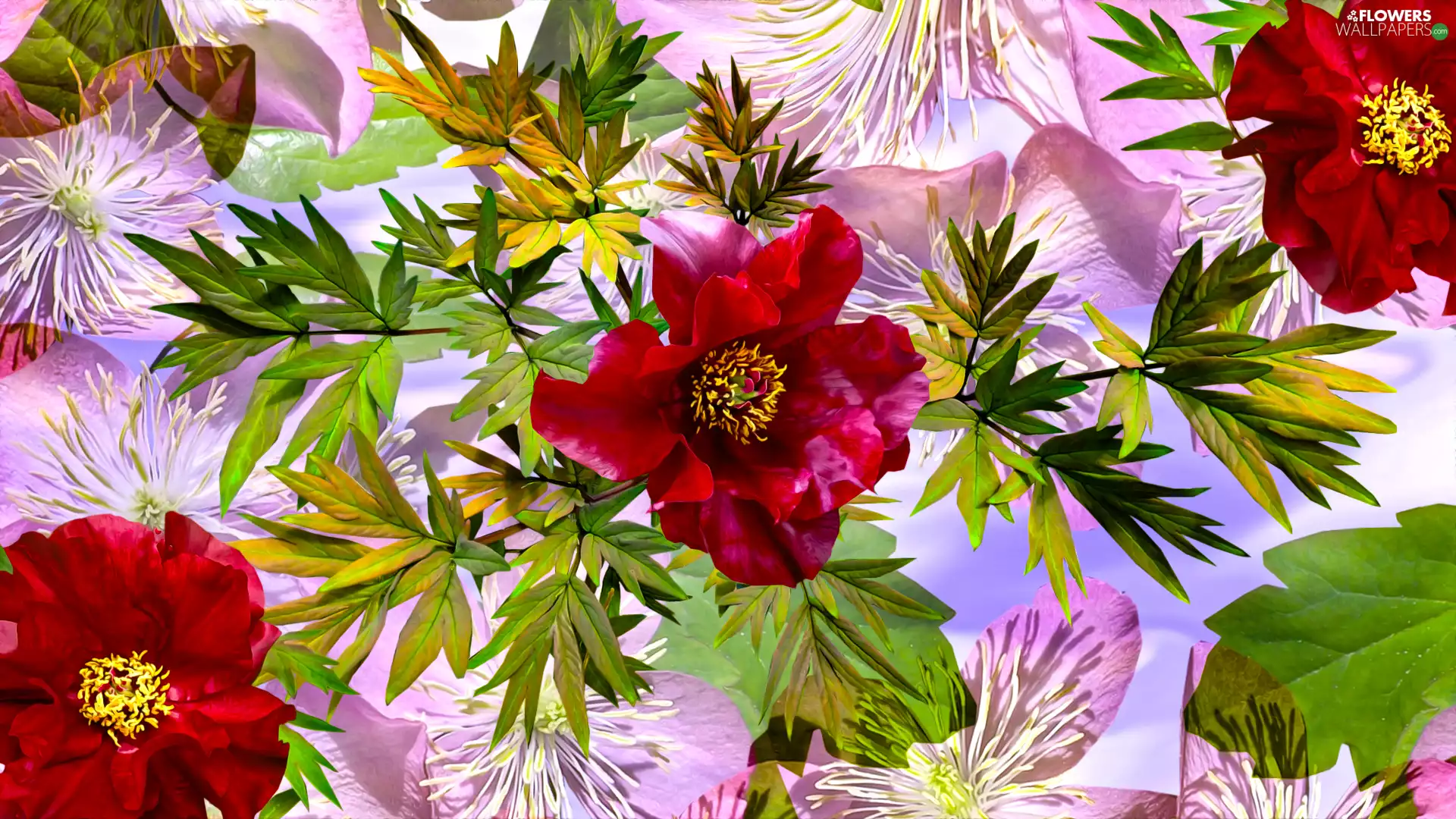 Red, Peonies, graphics, Flowers