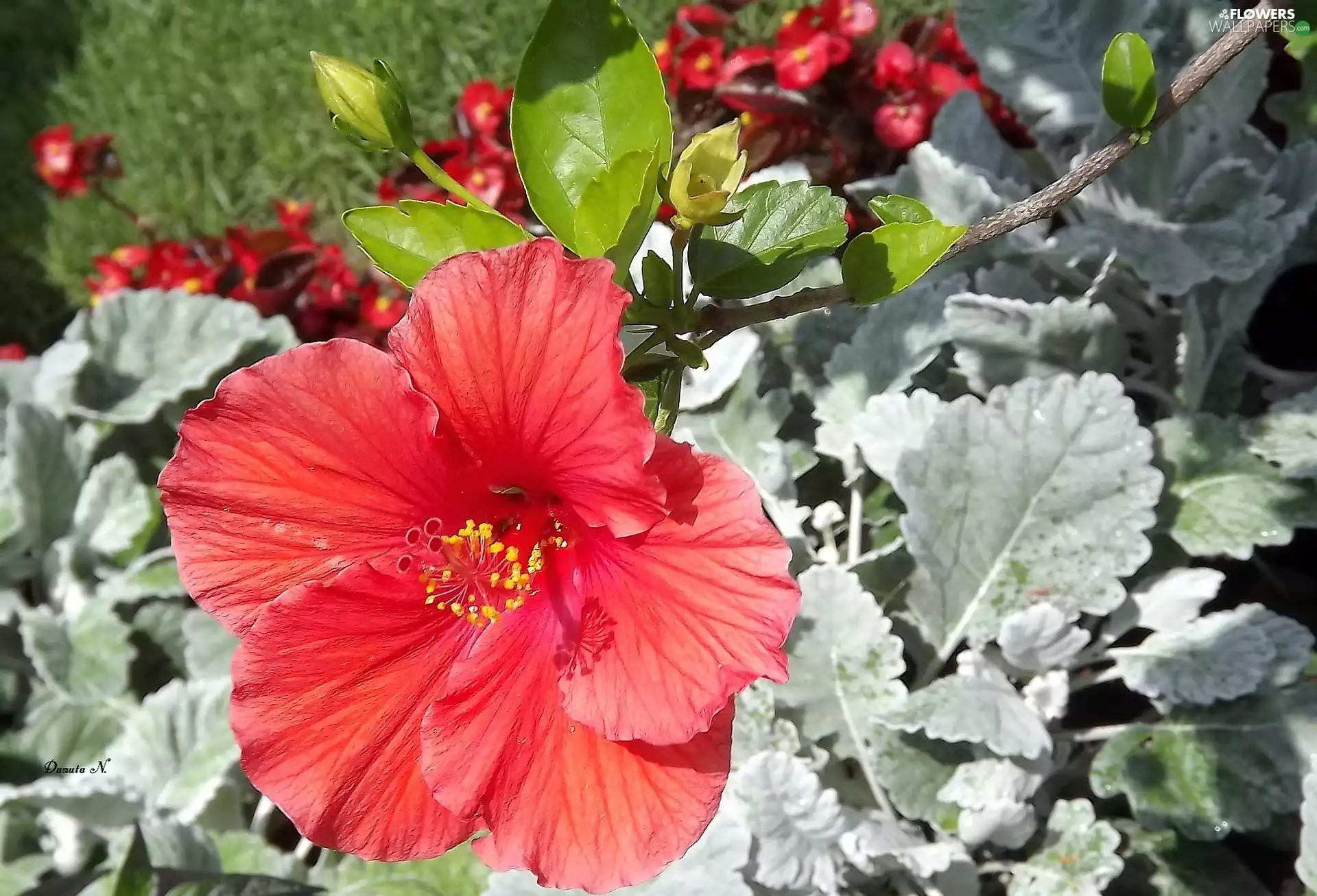 Colourfull Flowers, Red, Garden, hibiskus
