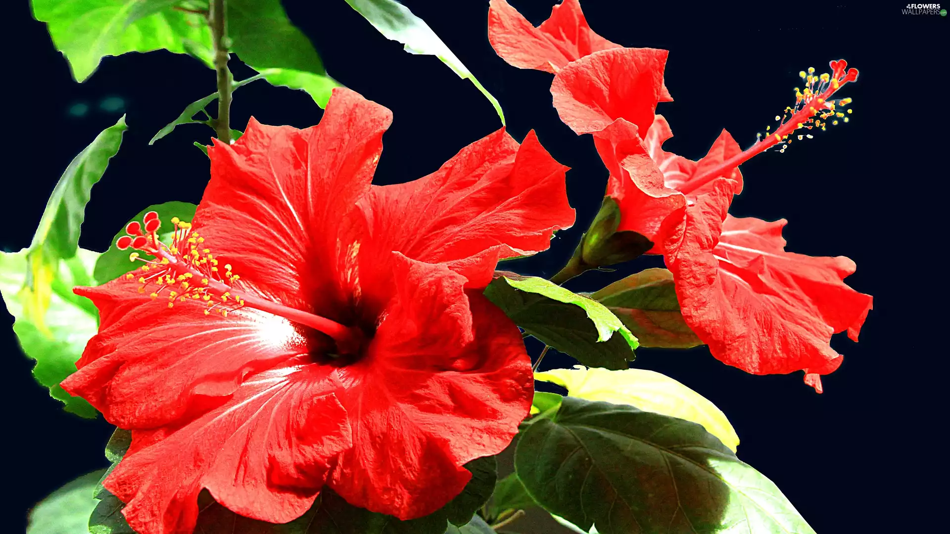 Flowers, hibiskus, Red