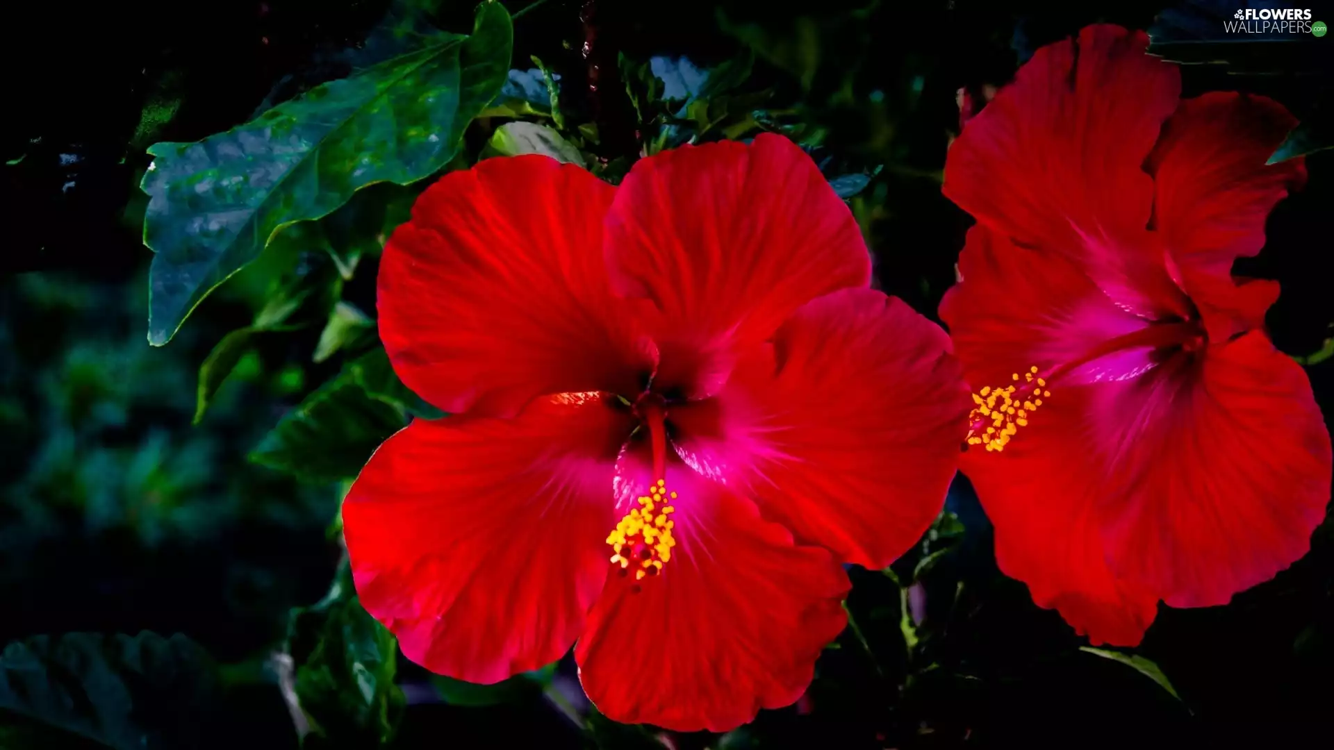 Red, hibiskus, Leaf, Flowers