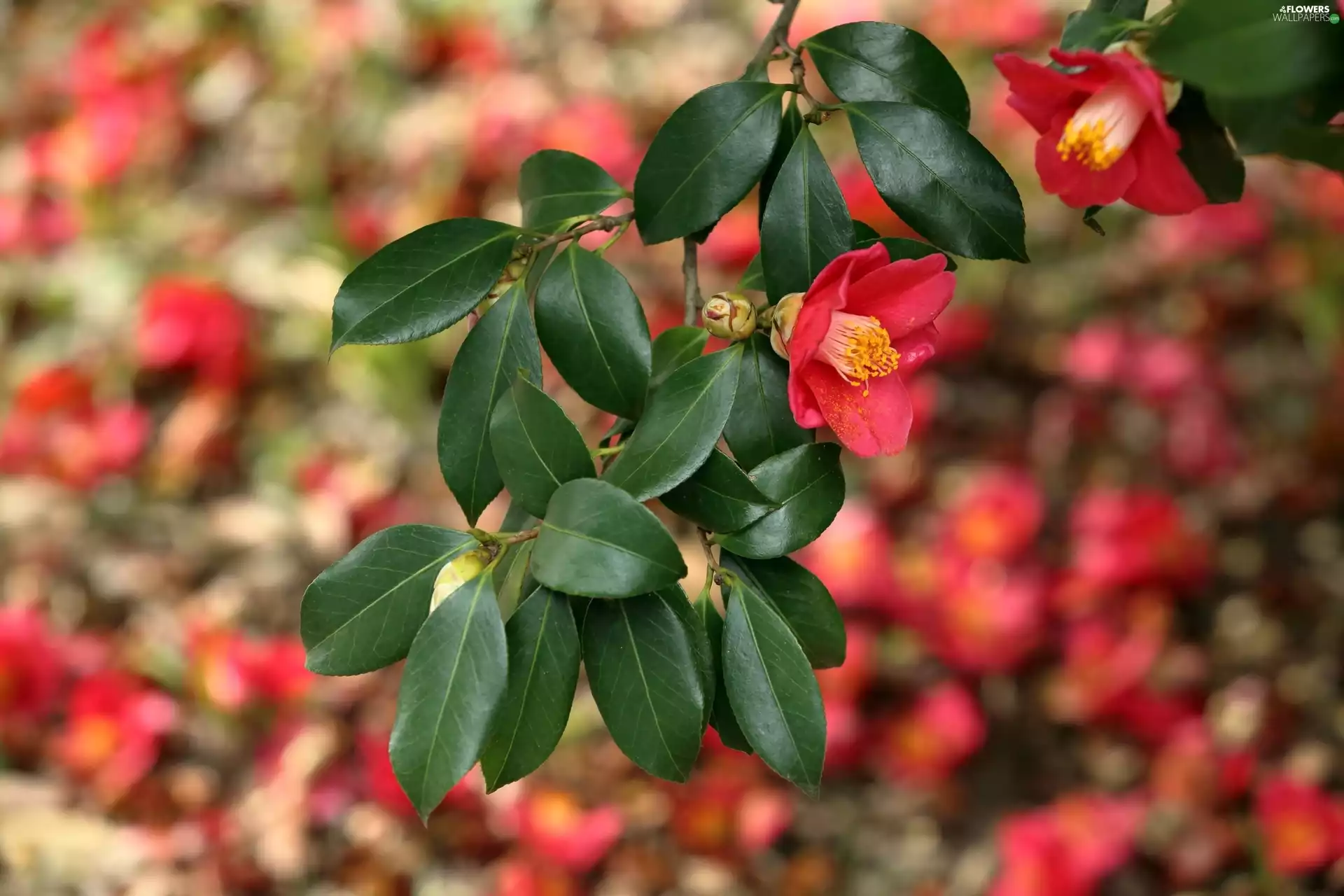 Red, camellia, leaves, Flowers