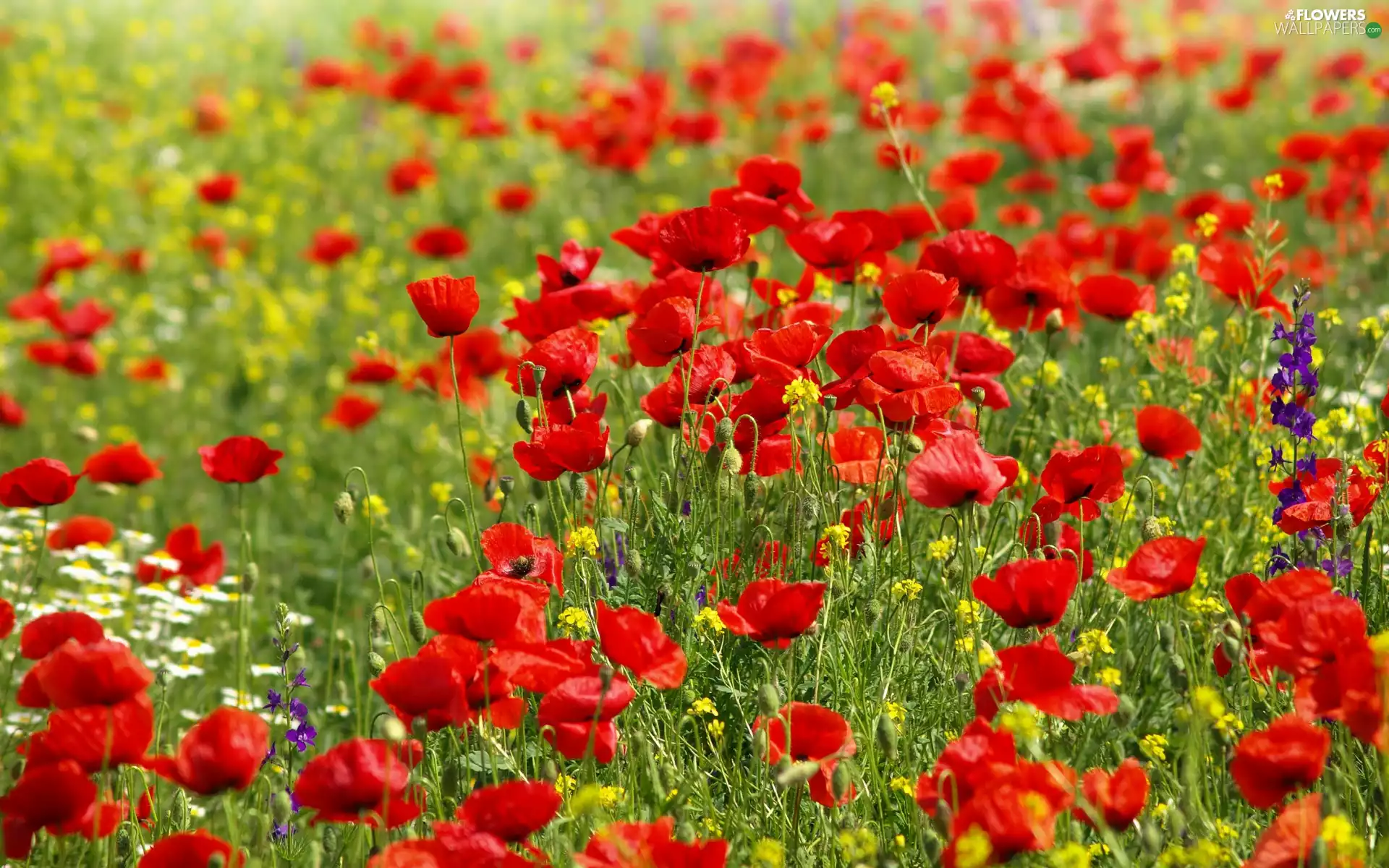 Wildflowers, Flowers, Red, papavers, Meadow